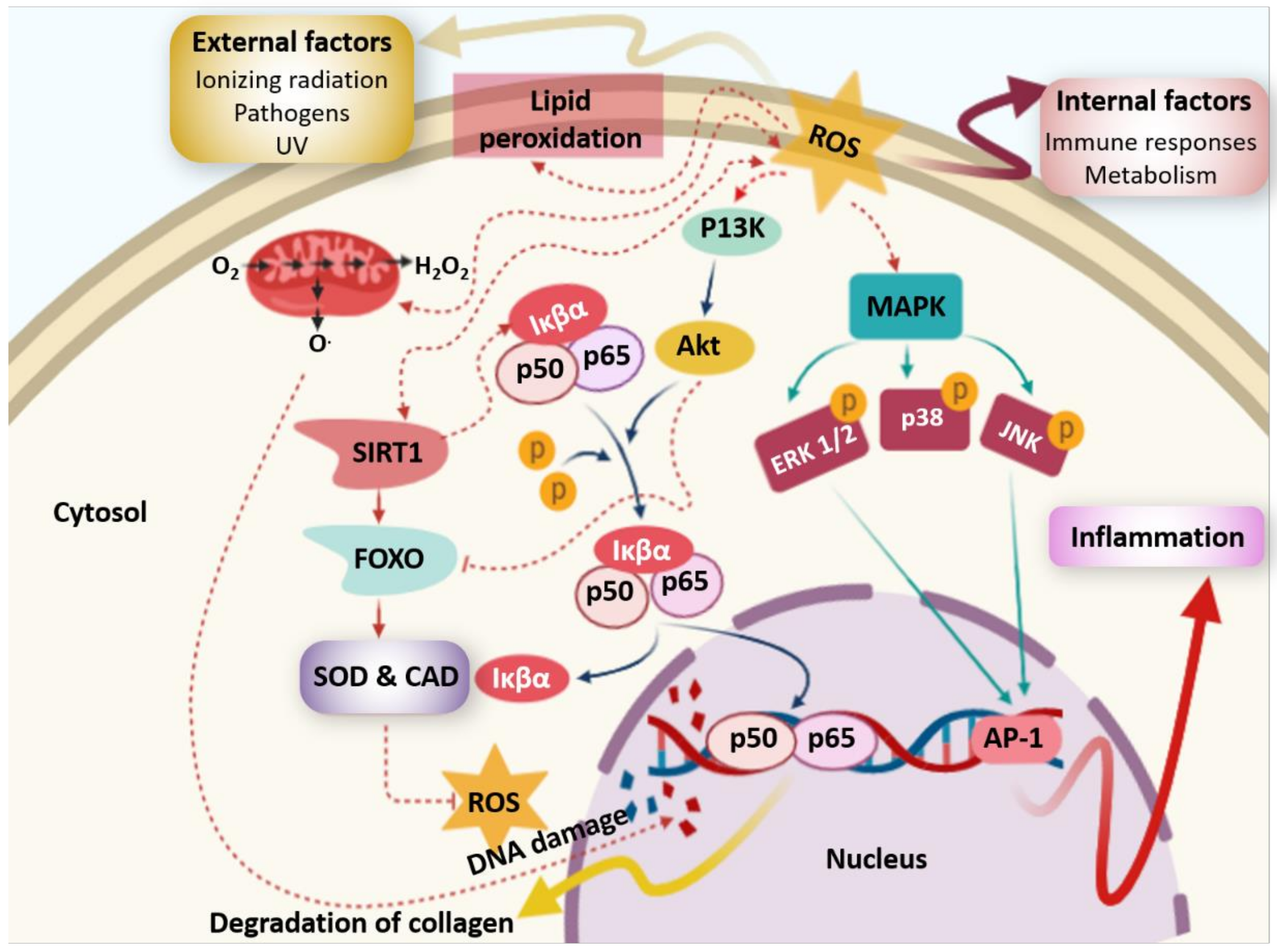 Molecules 25 03152 g012 Molecules 25 03152 g012