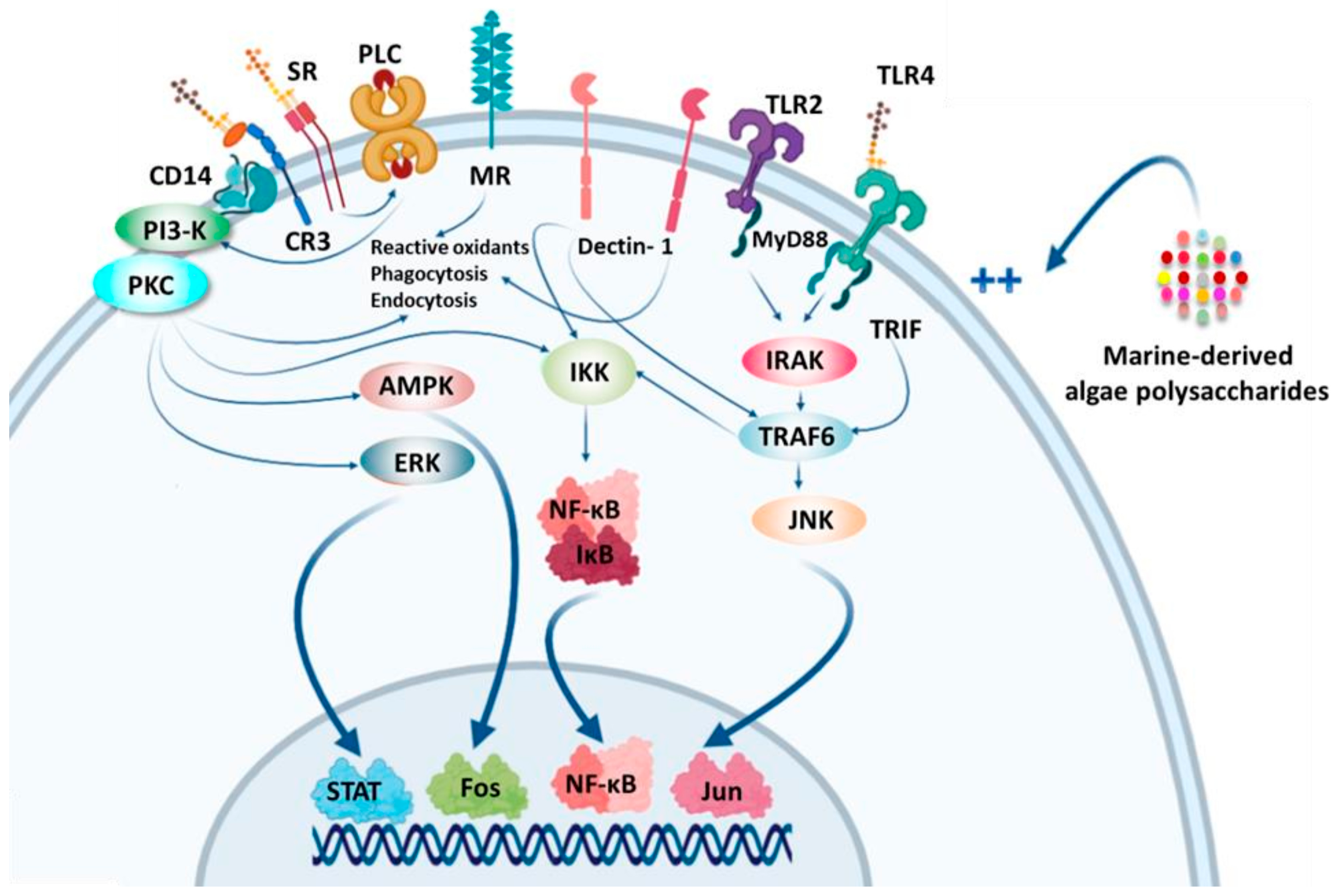 Molecules 25 03152 g015 Molecules 25 03152 g015