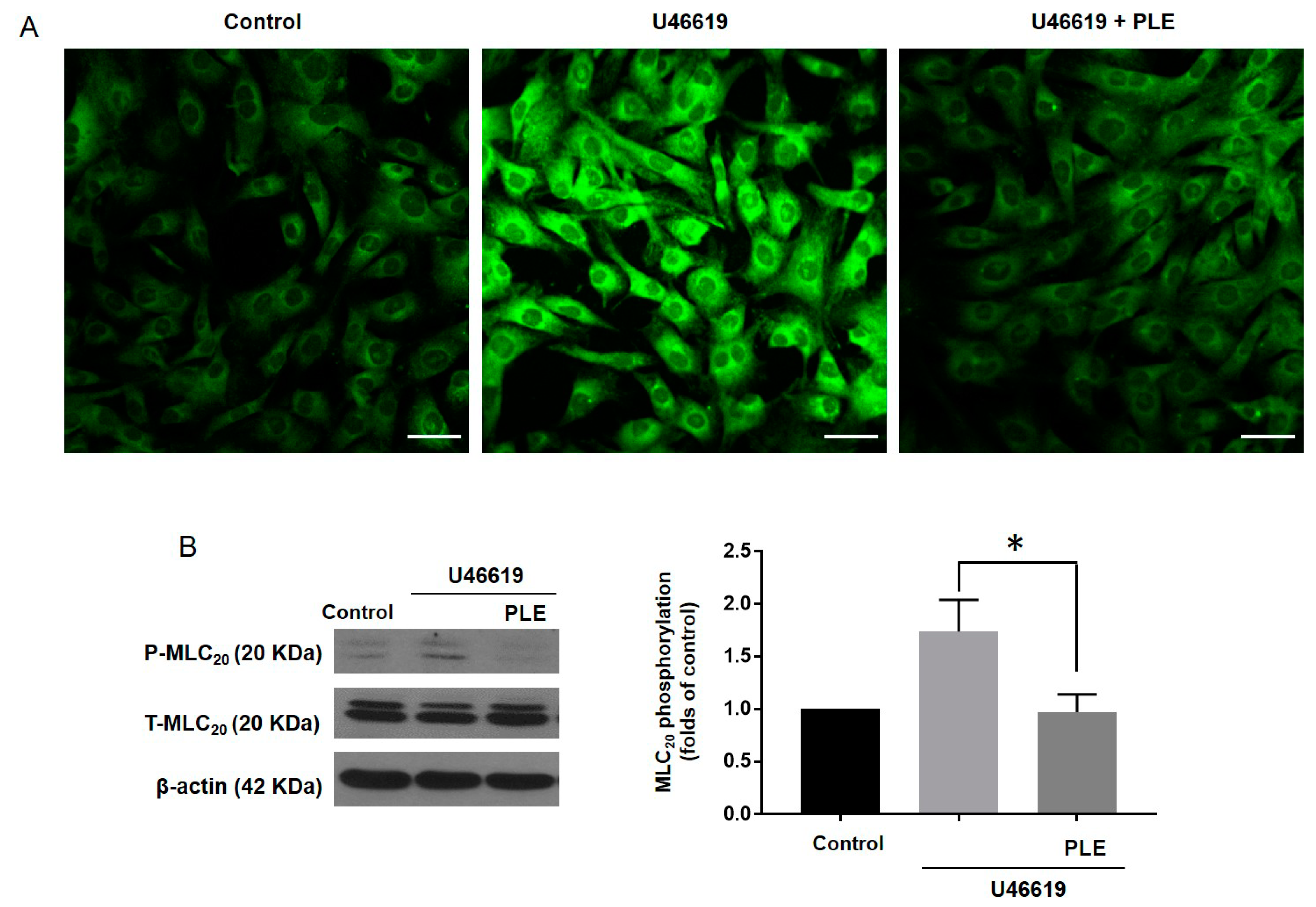 Molecules 25 03160 g005 Molecules 25 03160 g005