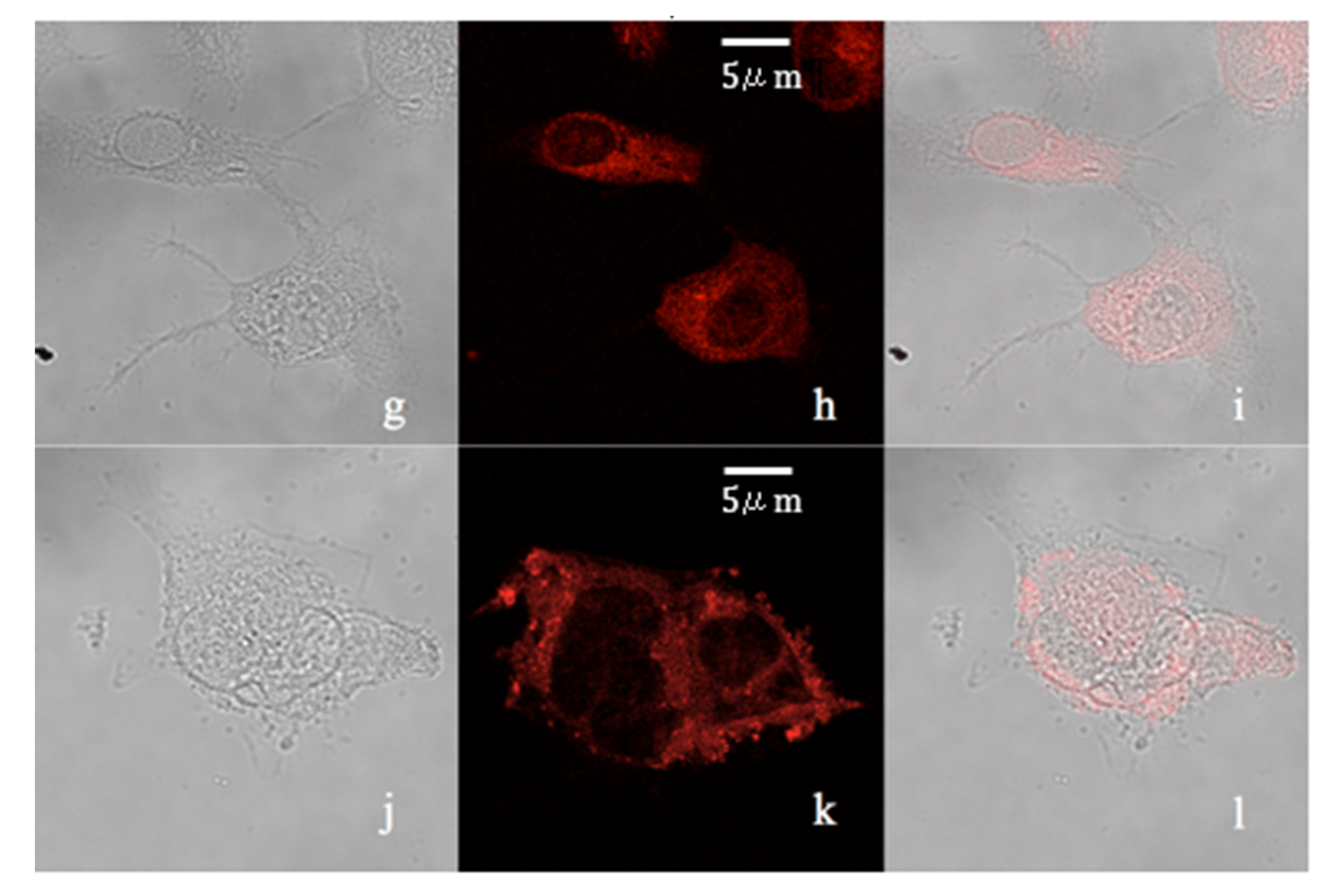 Molecules Free Full Text Non Cytotoxic Dibenzyl And Difluoroborate Curcuminoid Fluorophores Allow Visualization Of Nucleus Or Cytoplasm In Bioimaging Html Molecules Free Full Text Non Cytotoxic Dibenzyl And Difluoroborate Curcuminoid Fluorophores Allow Visualization Of Nucleus Or Cytoplasm In Bioimaging Html