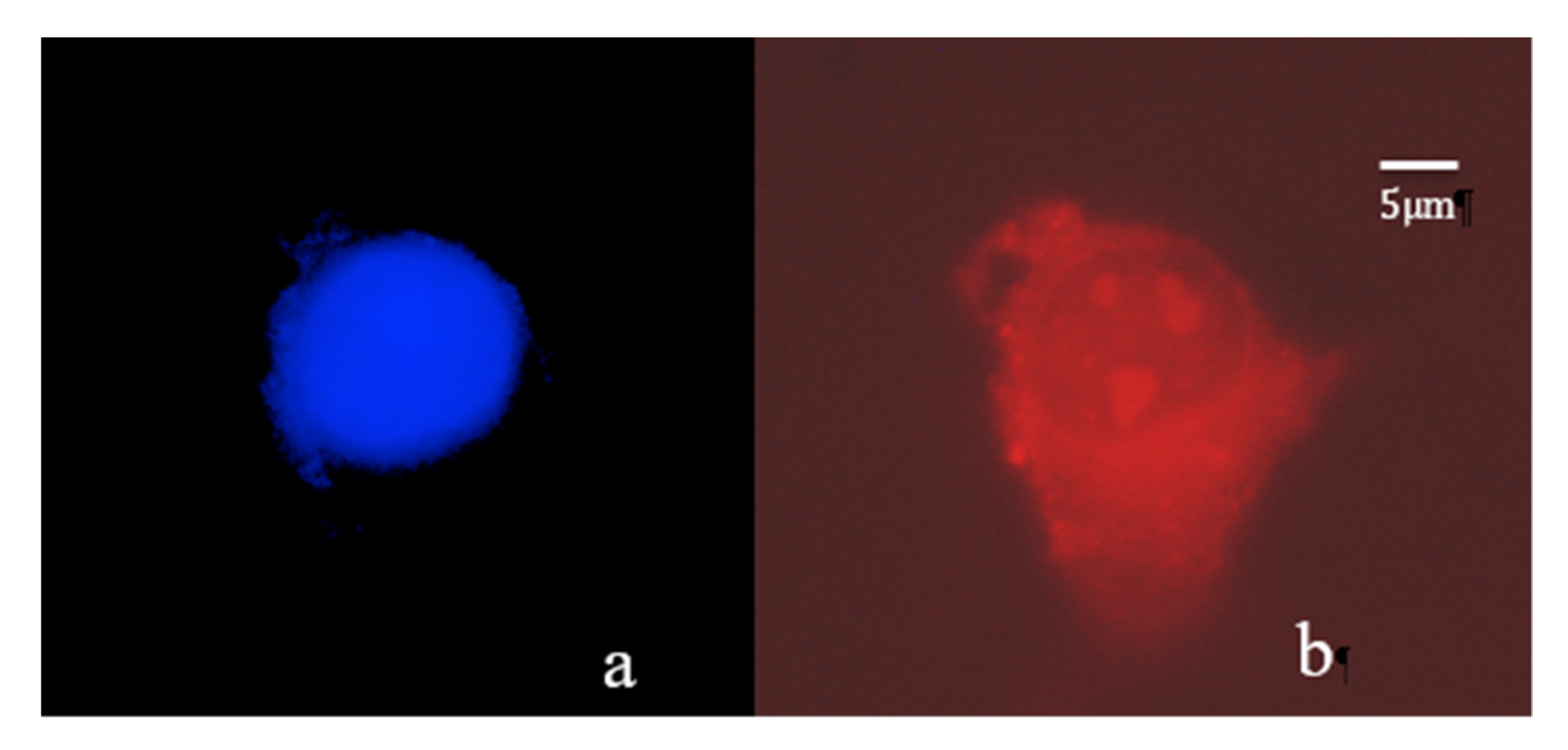 Molecules 25 03205 g007 Molecules 25 03205 g007