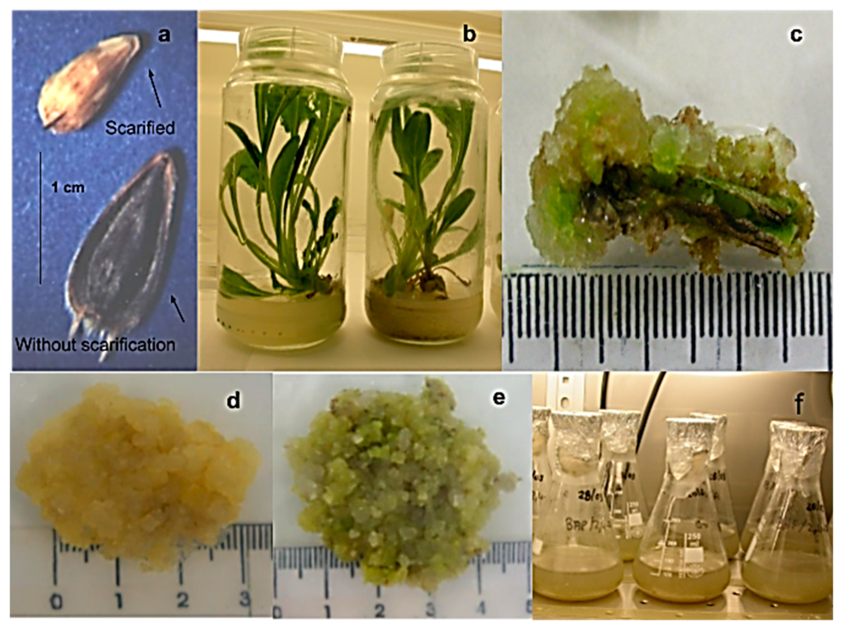 Molecules 25 03231 g002 Molecules 25 03231 g002