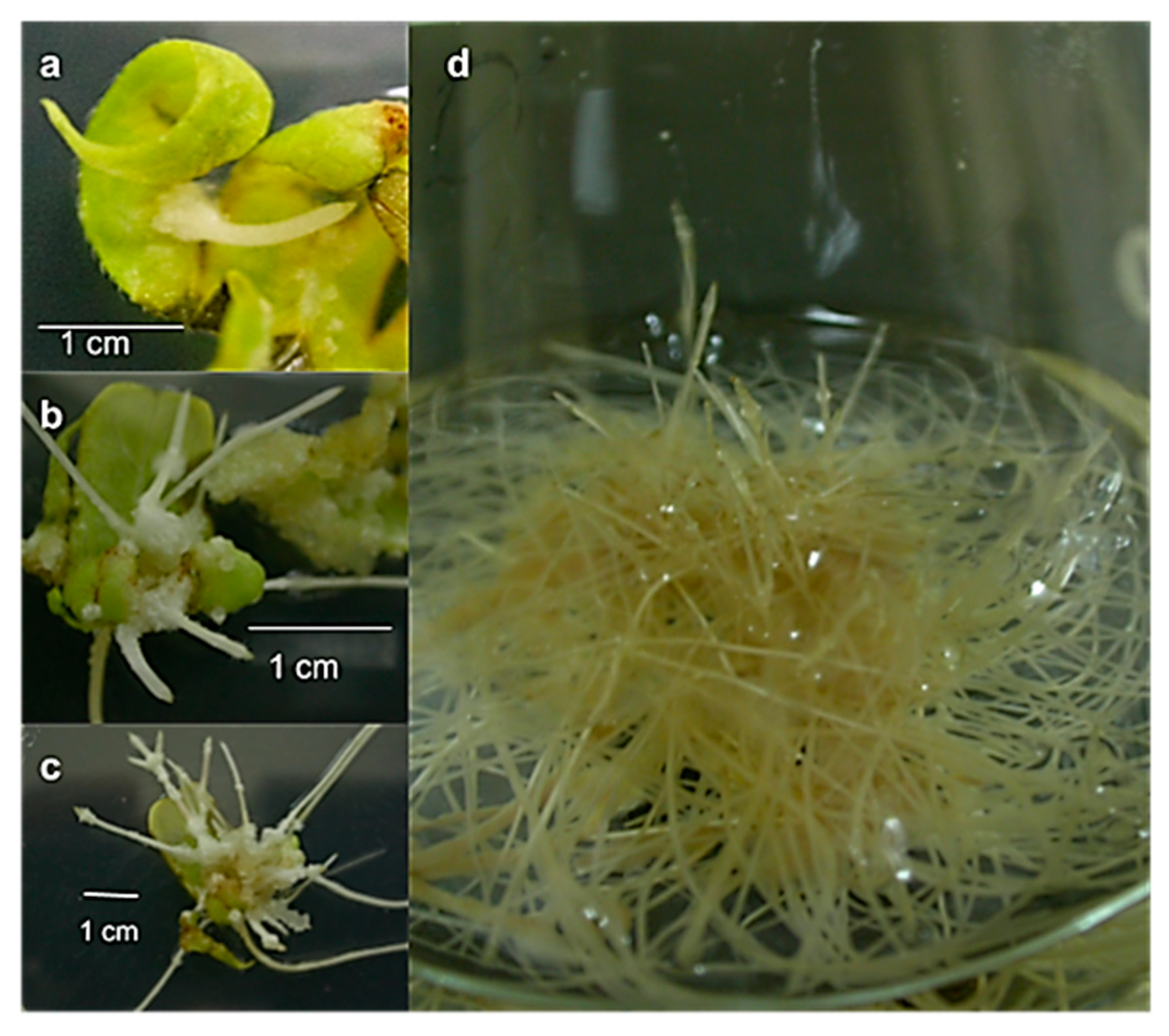 Molecules 25 03231 g005 Molecules 25 03231 g005