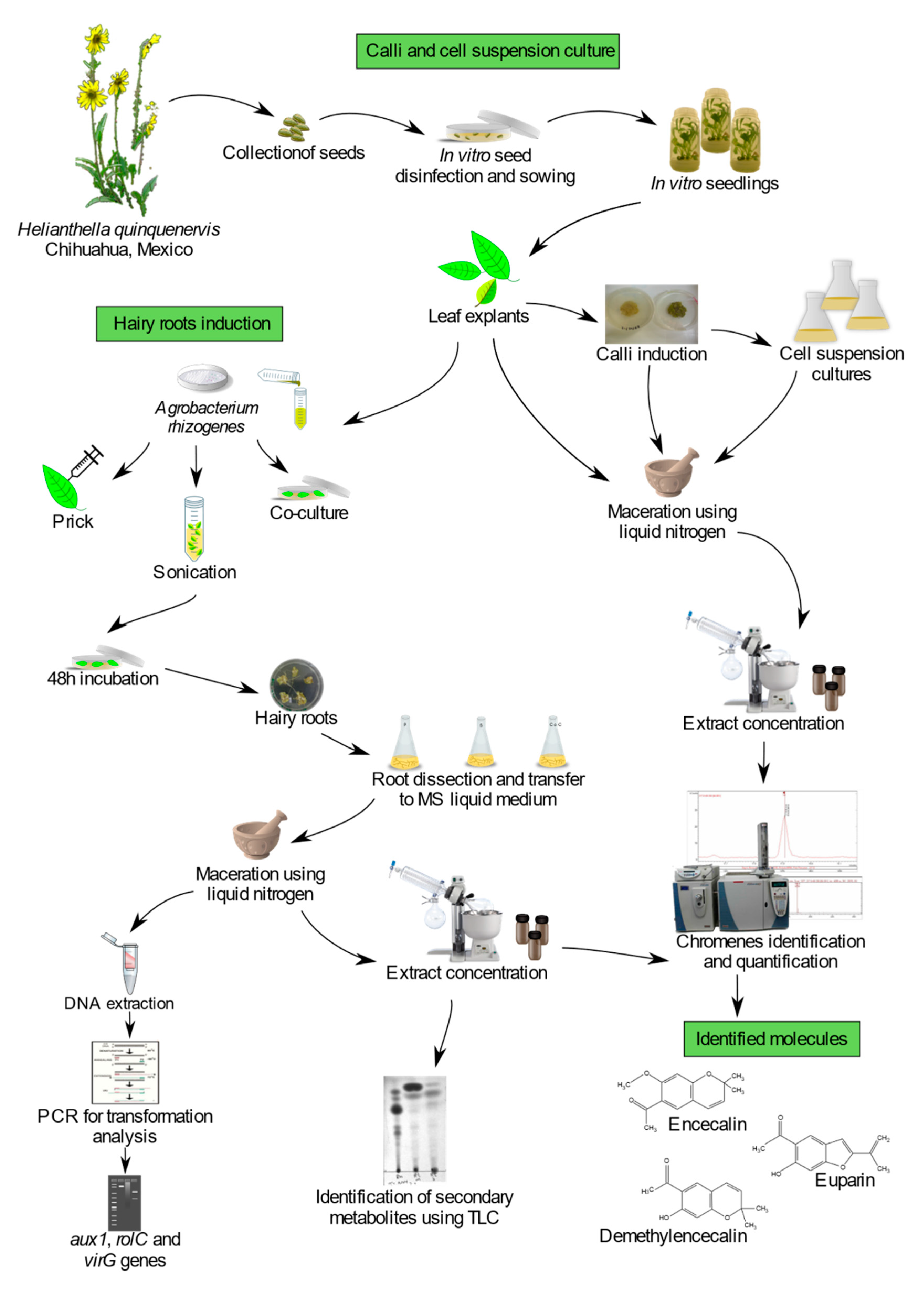Molecules 25 03231 g010 Molecules 25 03231 g010