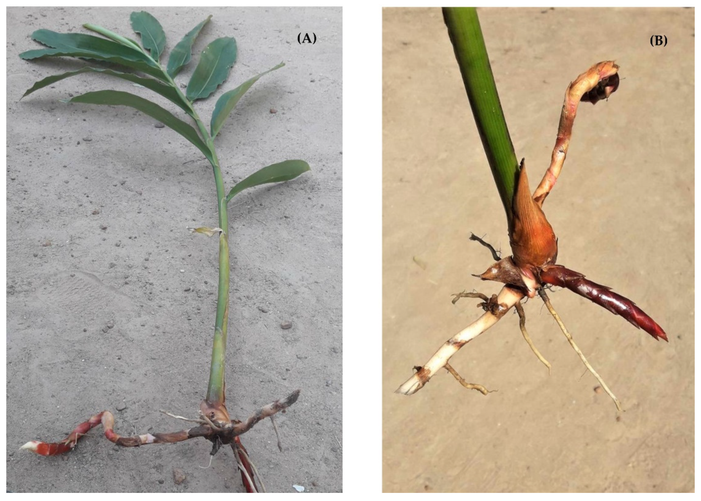 Molecules 25 03245 g001 Molecules 25 03245 g001