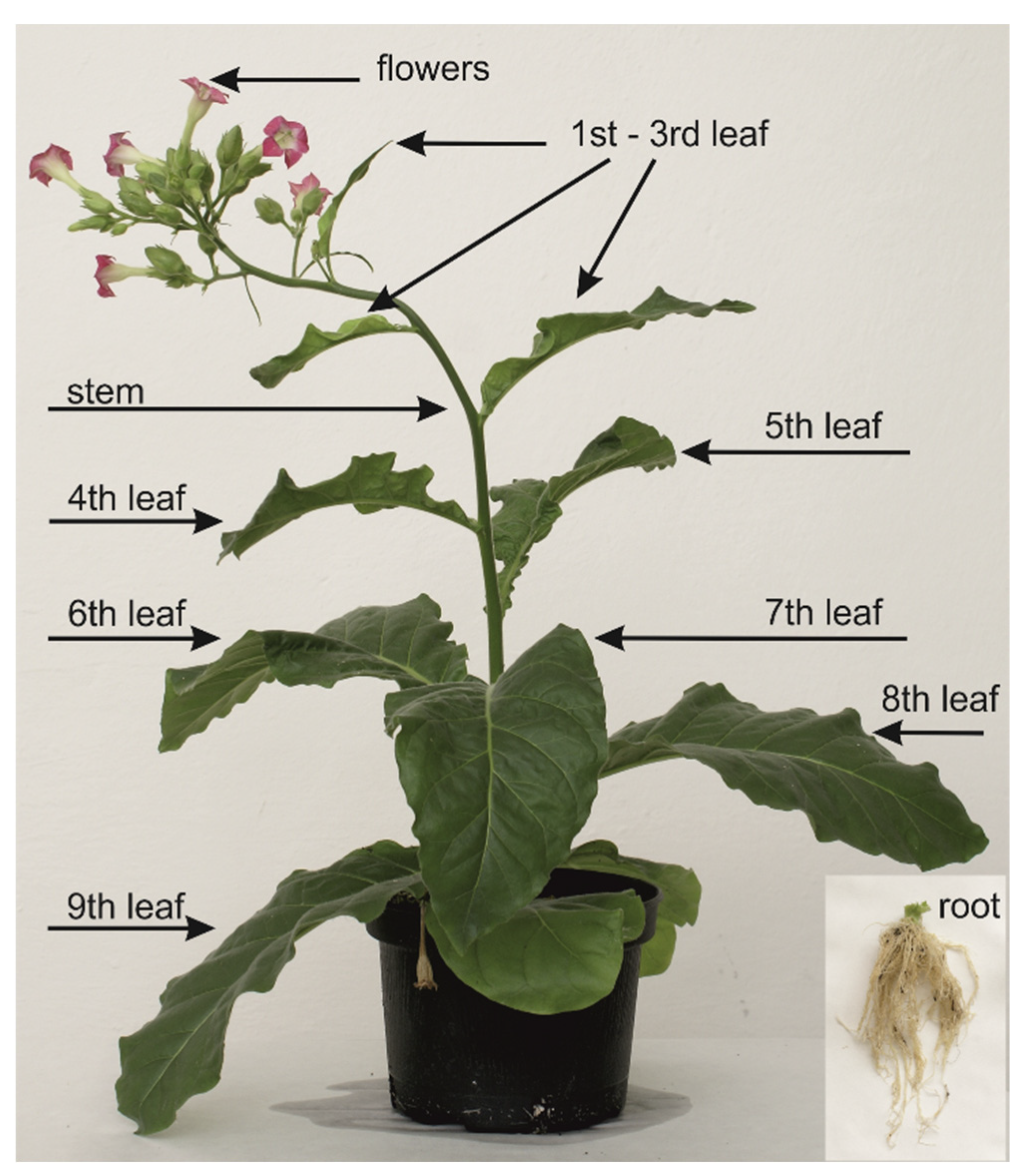Molecules 25 03274 g007