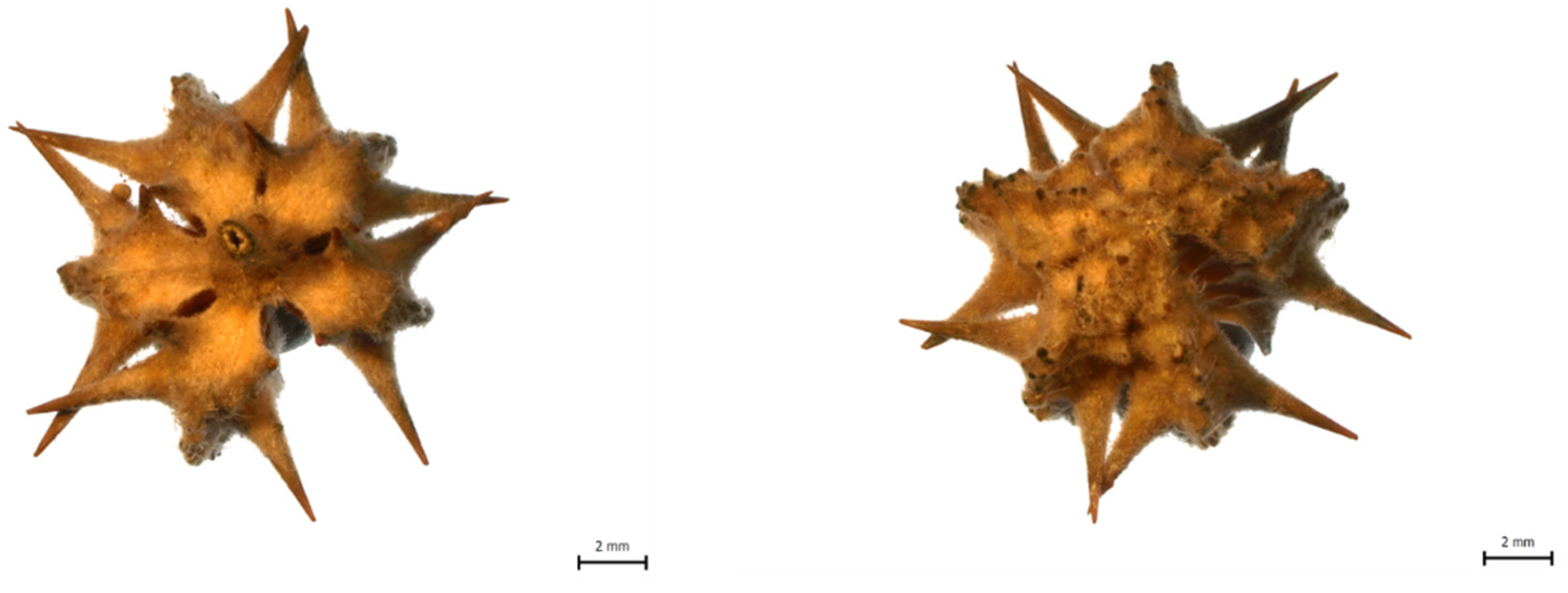 Molecules 25 03274 g009