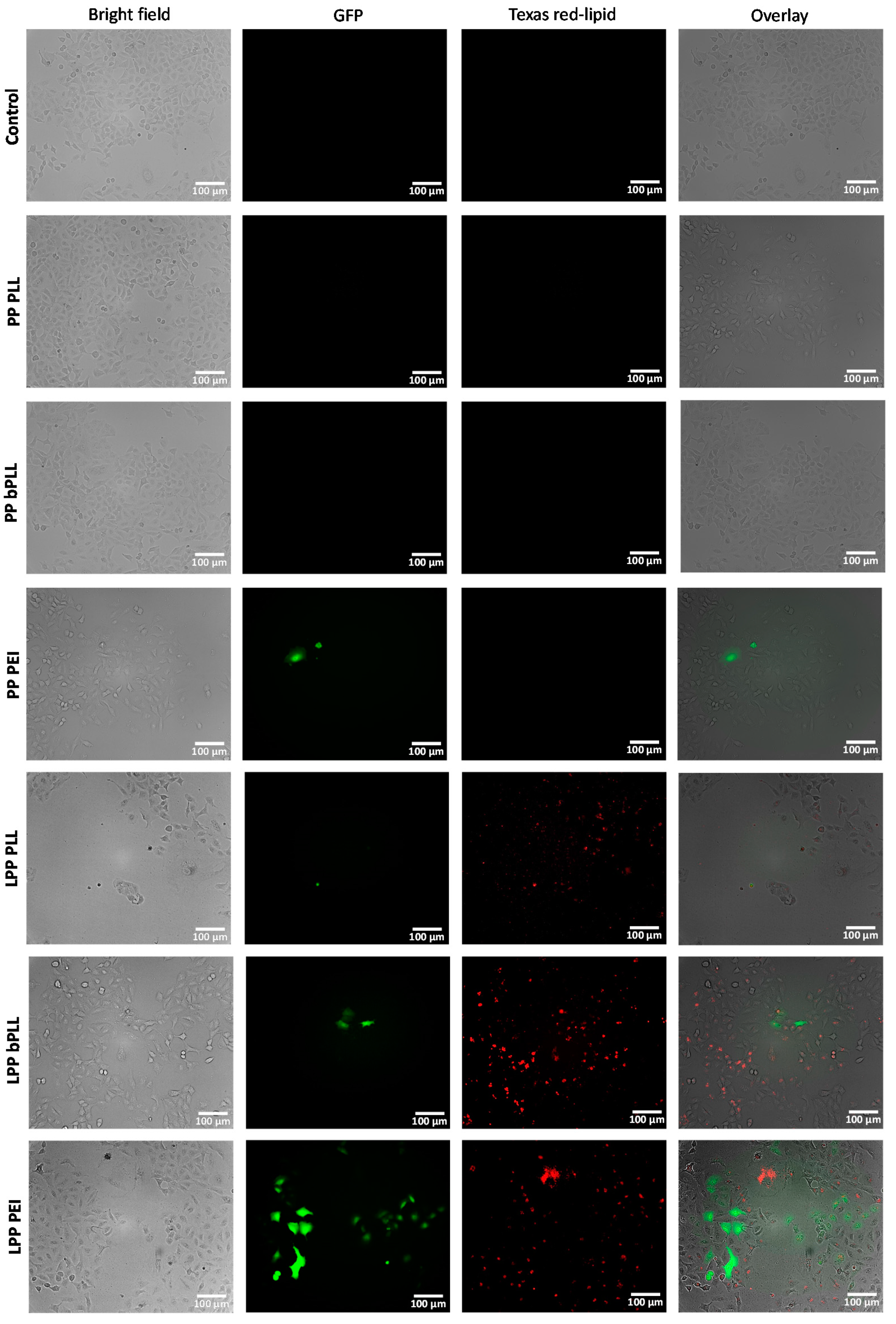 Molecules 25 03277 g002 Molecules 25 03277 g002