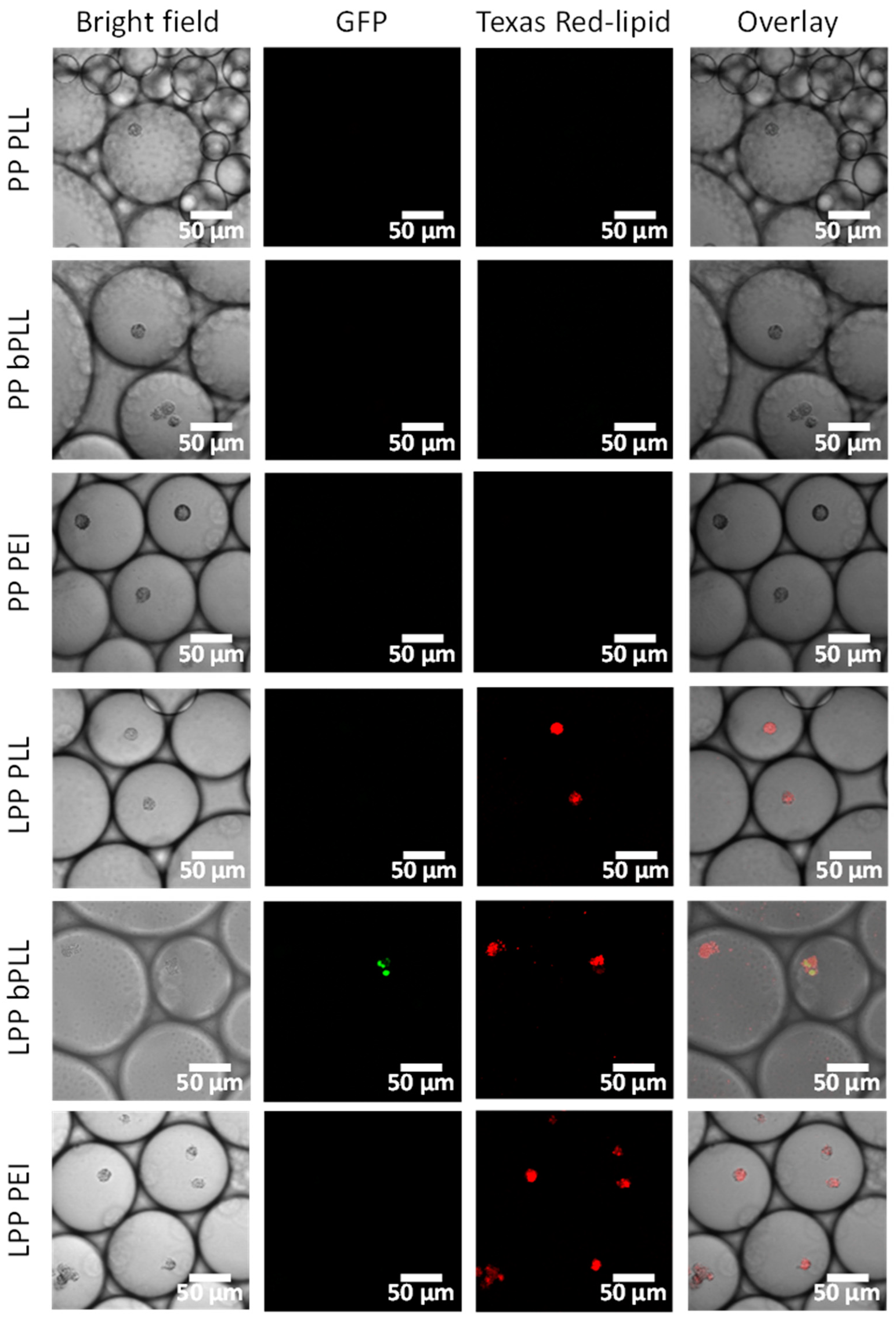 Molecules 25 03277 g007 Molecules 25 03277 g007