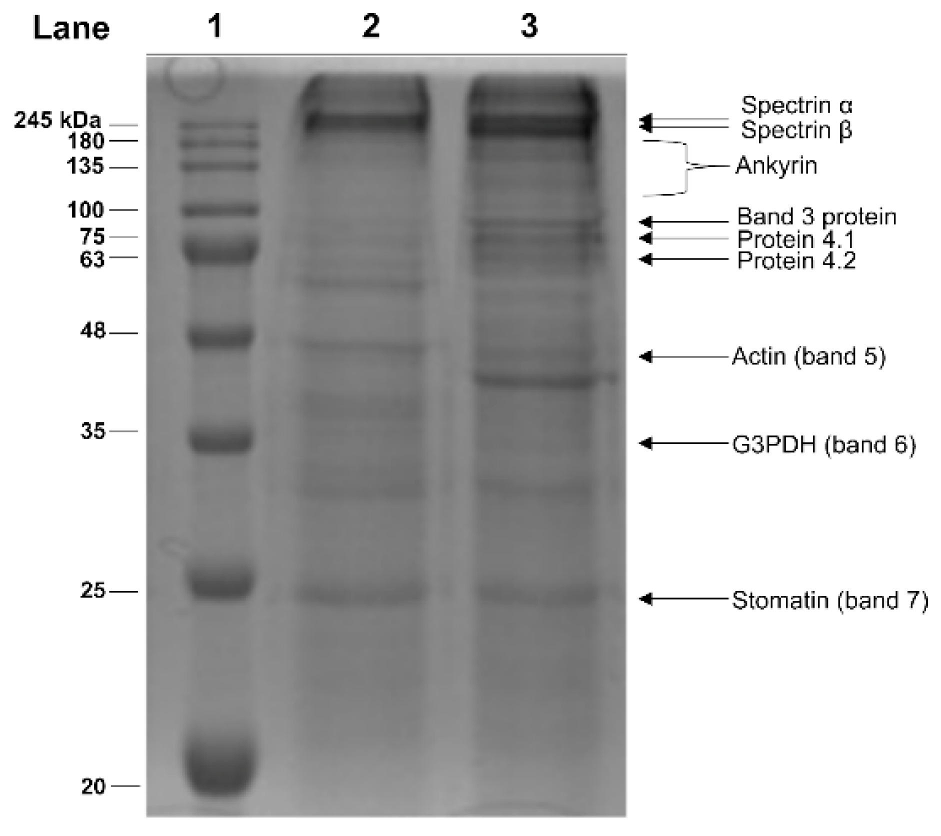 Molecules 25 03278 g004