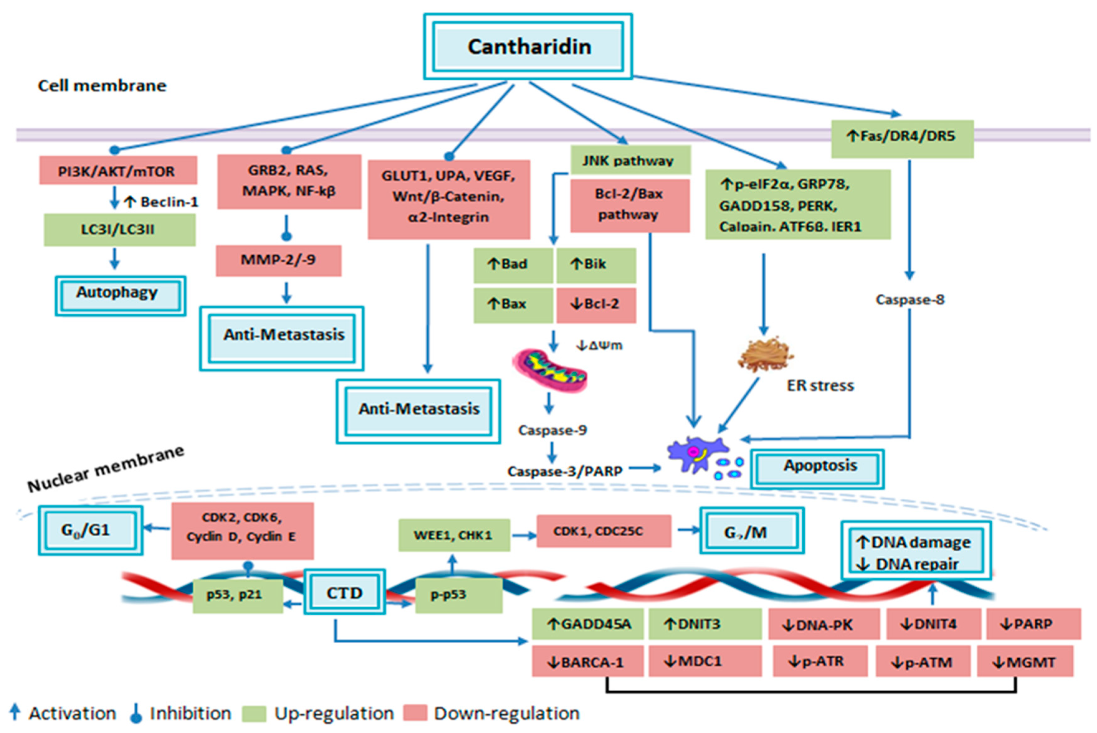Molecules 25 03279 g004