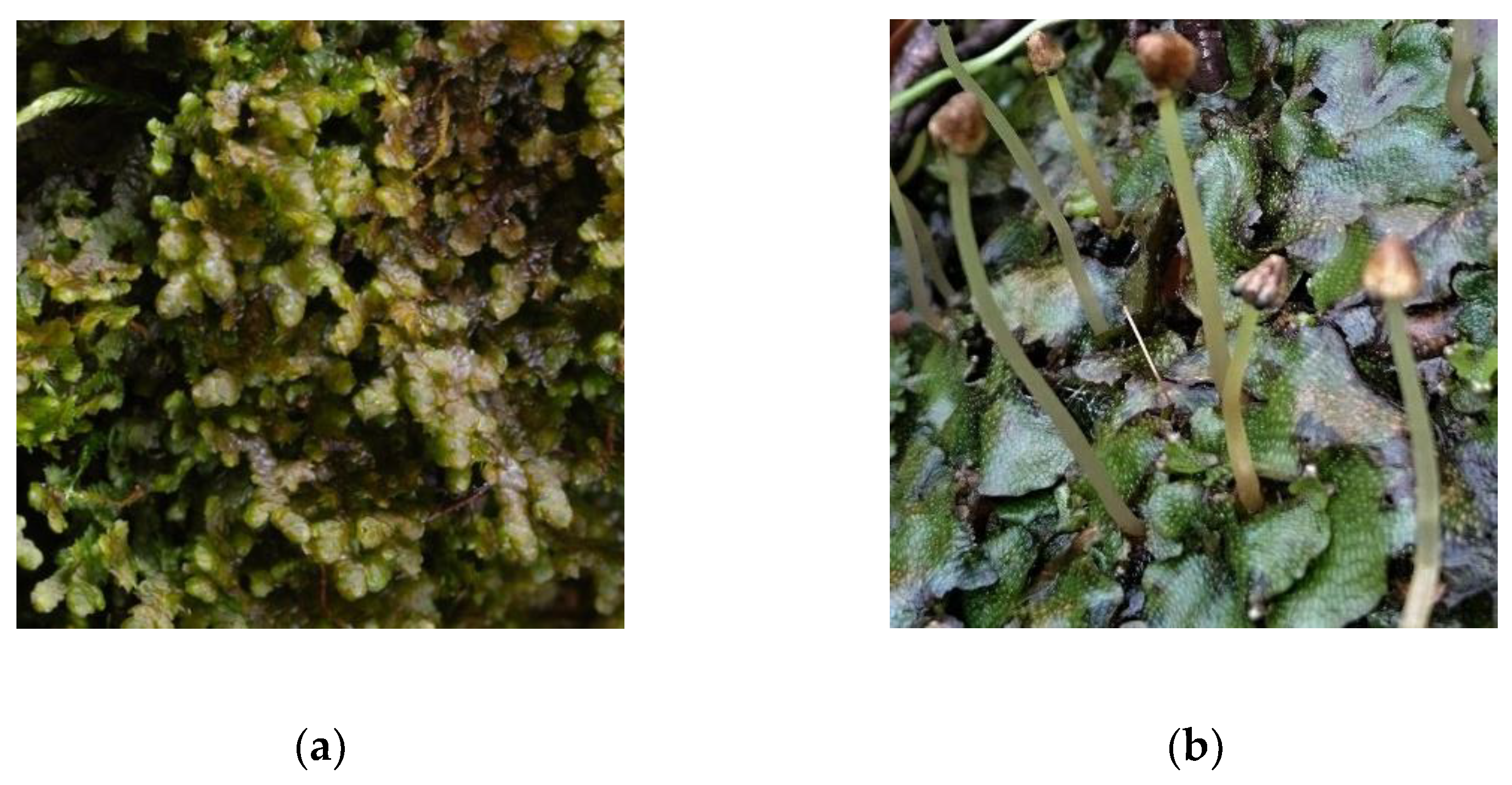 Molecules 25 03292 g001