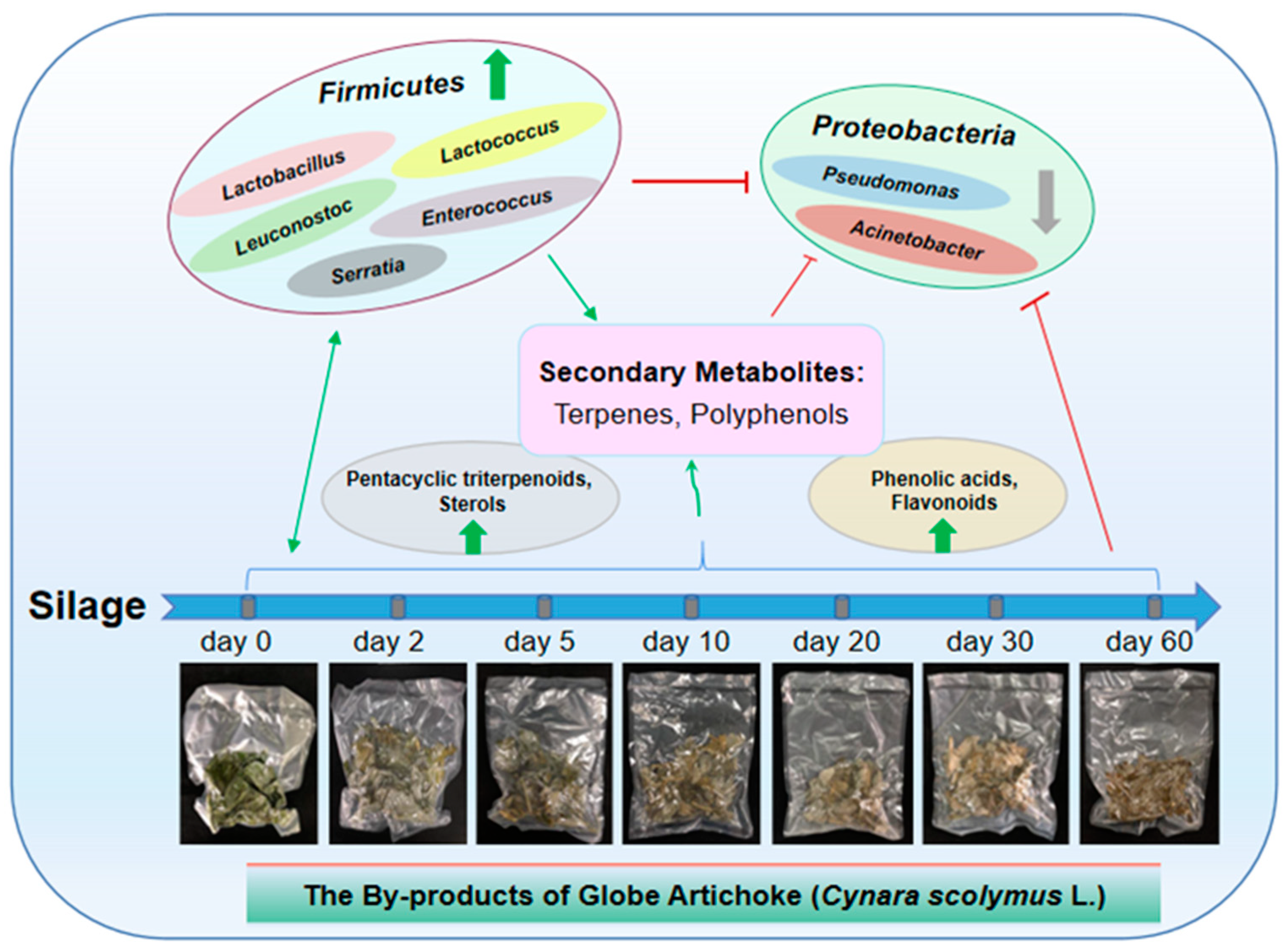 Molecules 25 03302 g007 Molecules 25 03302 g007