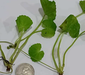 Molecules 25 03353 i001 Molecules 25 03353 i001