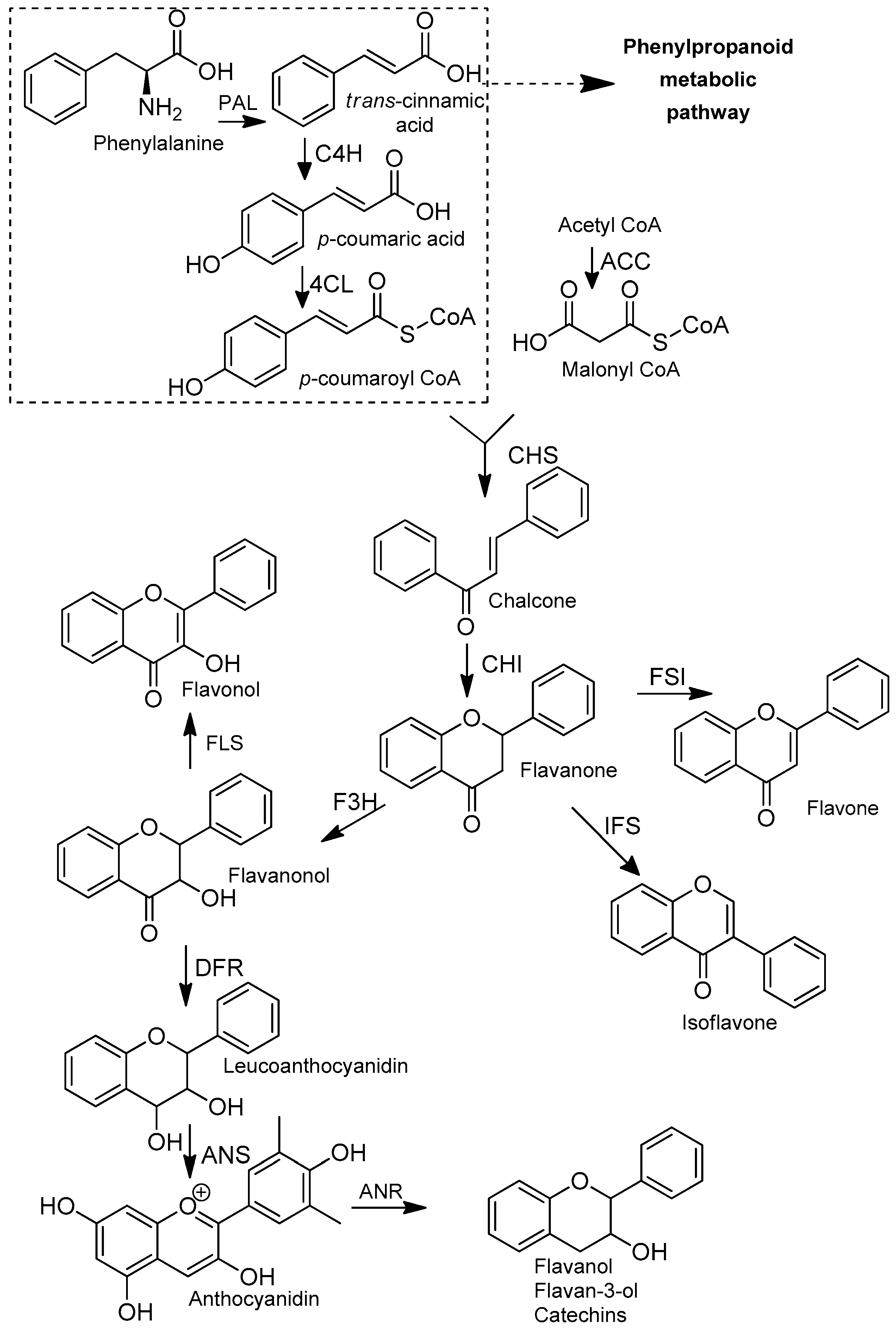 Molecules 25 03364 g006