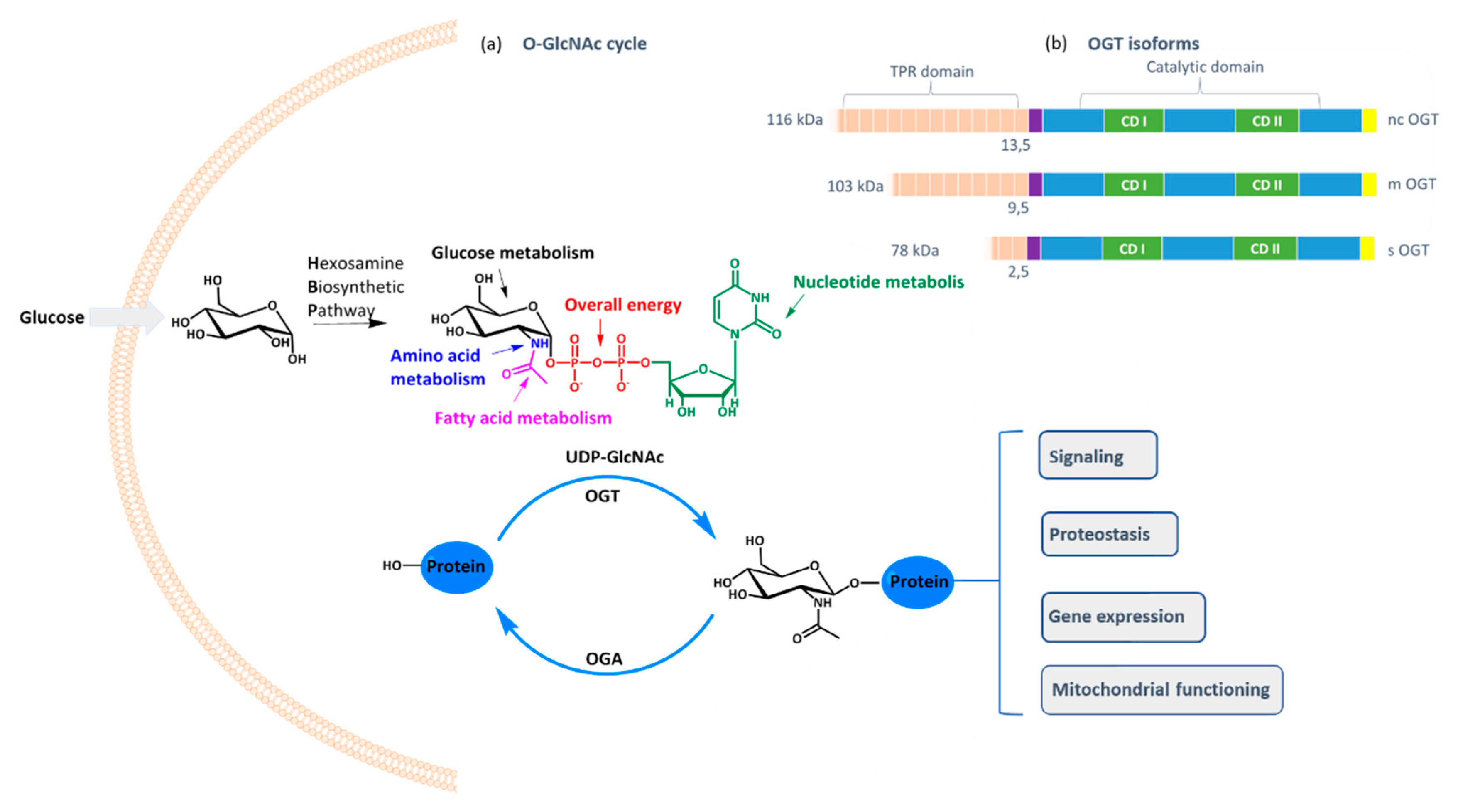 Molecules 25 03381 g001