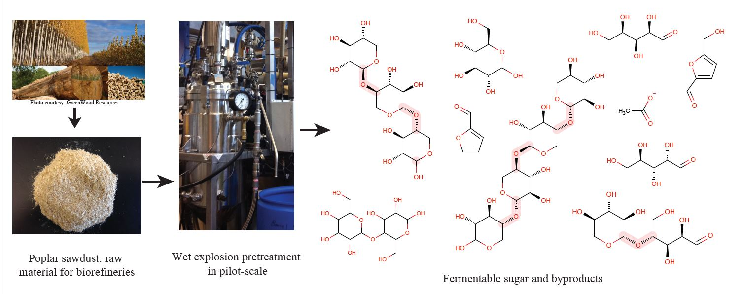 Molecules Free FullText Sugar Production from Hybrid Poplar