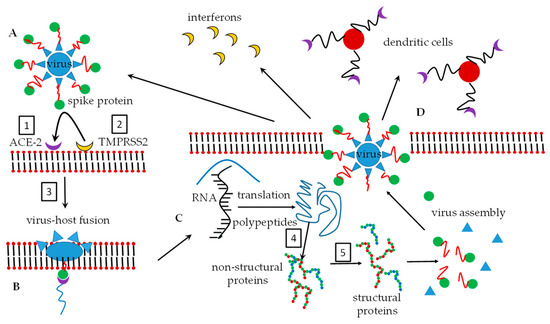 ラクトフェリン　2セット Layer-by-Layer Nanocoating of Antiviral Polysaccharides on