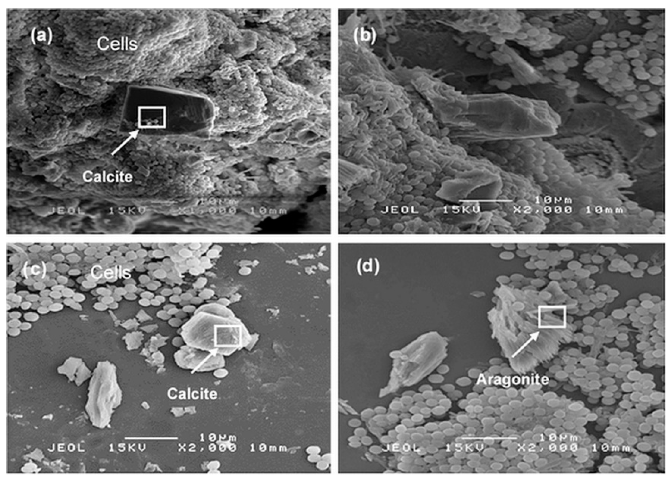 Molecules 25 03416 g005