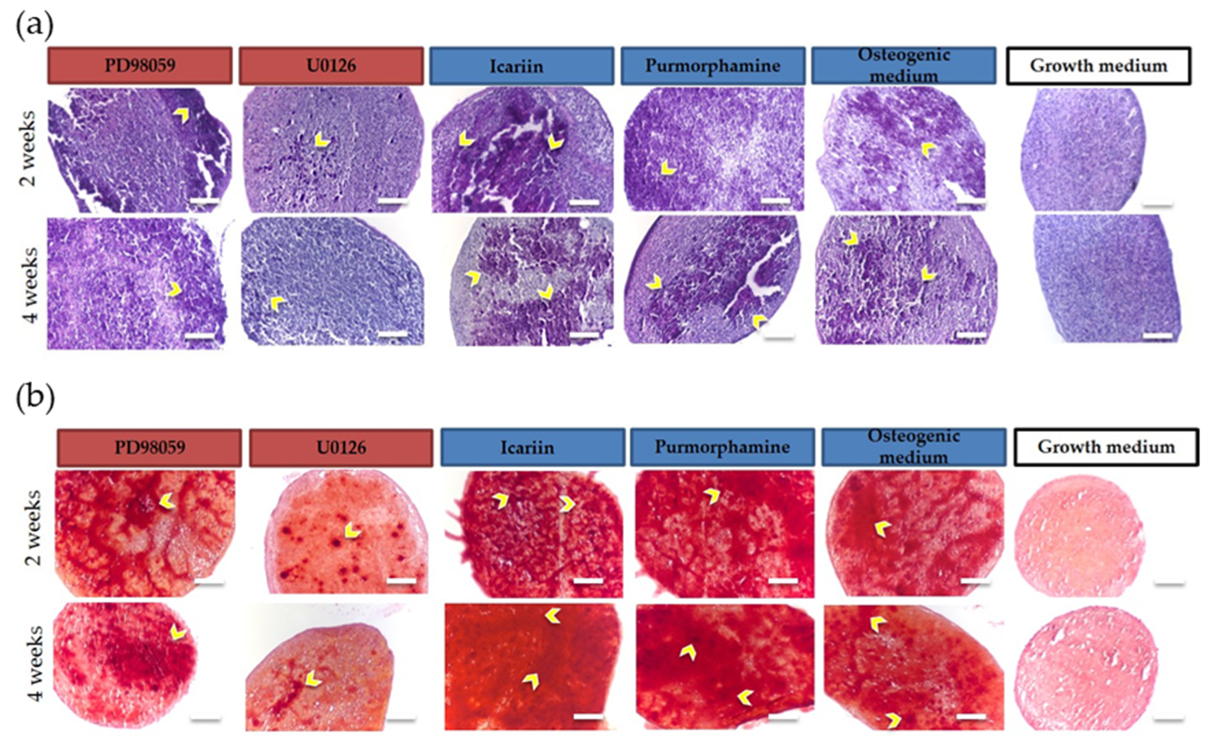 Molecules 25 03442 g001