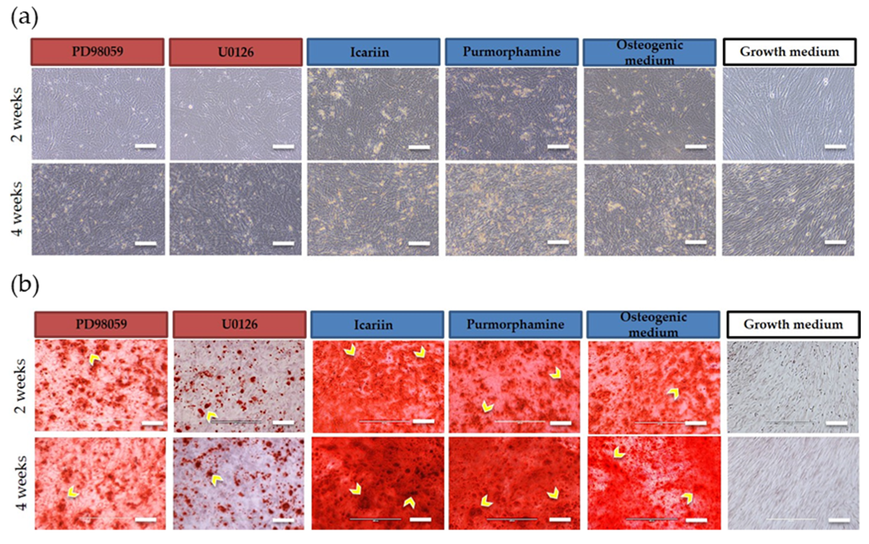 Molecules 25 03442 g002