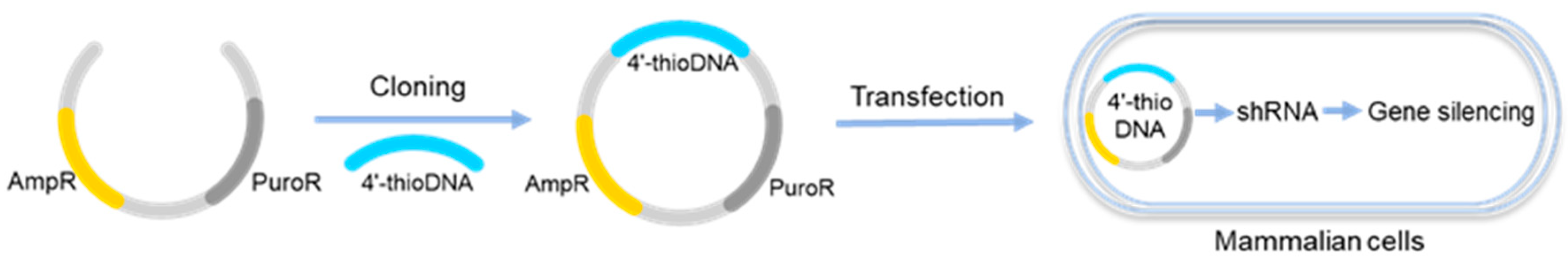 Molecules 25 03483 g004 Molecules 25 03483 g004