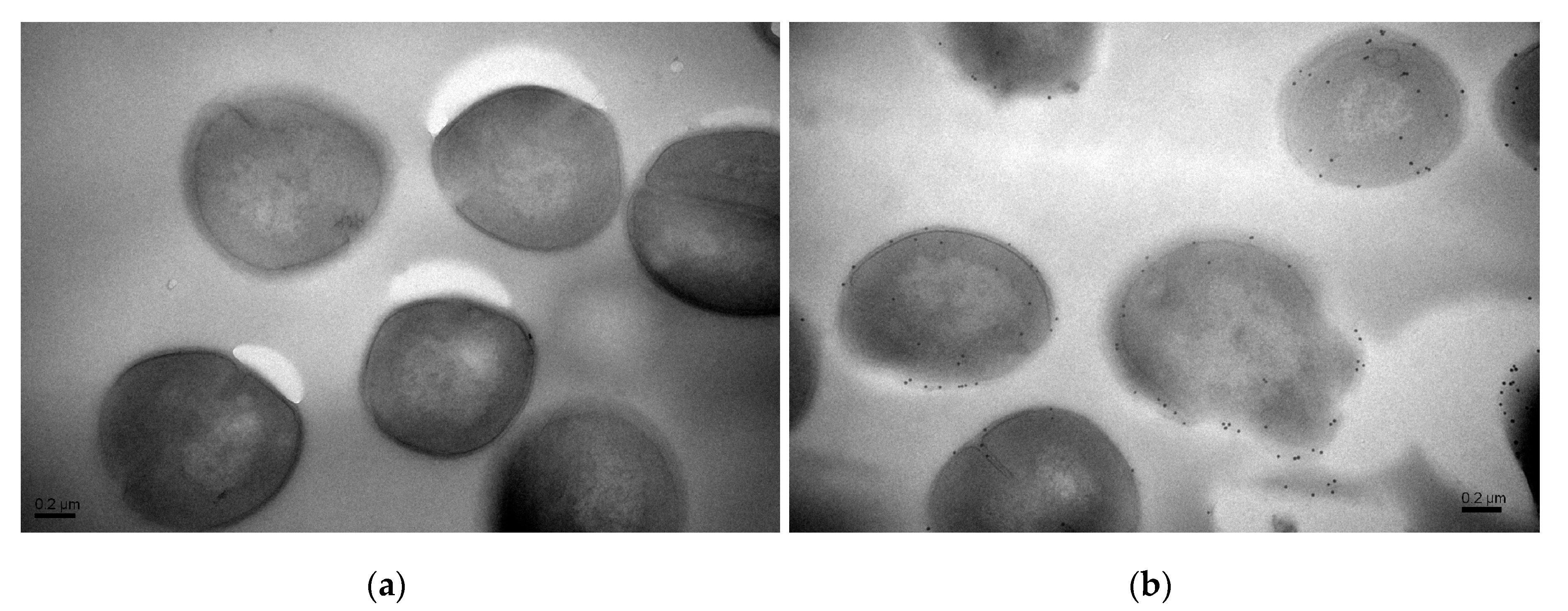 Molecules 25 03513 g004 Molecules 25 03513 g004