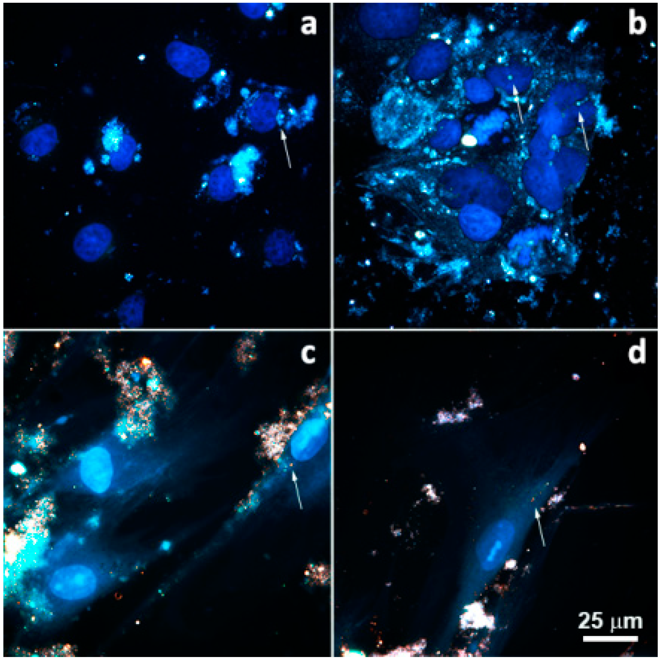 Molecules 25 03557 g007