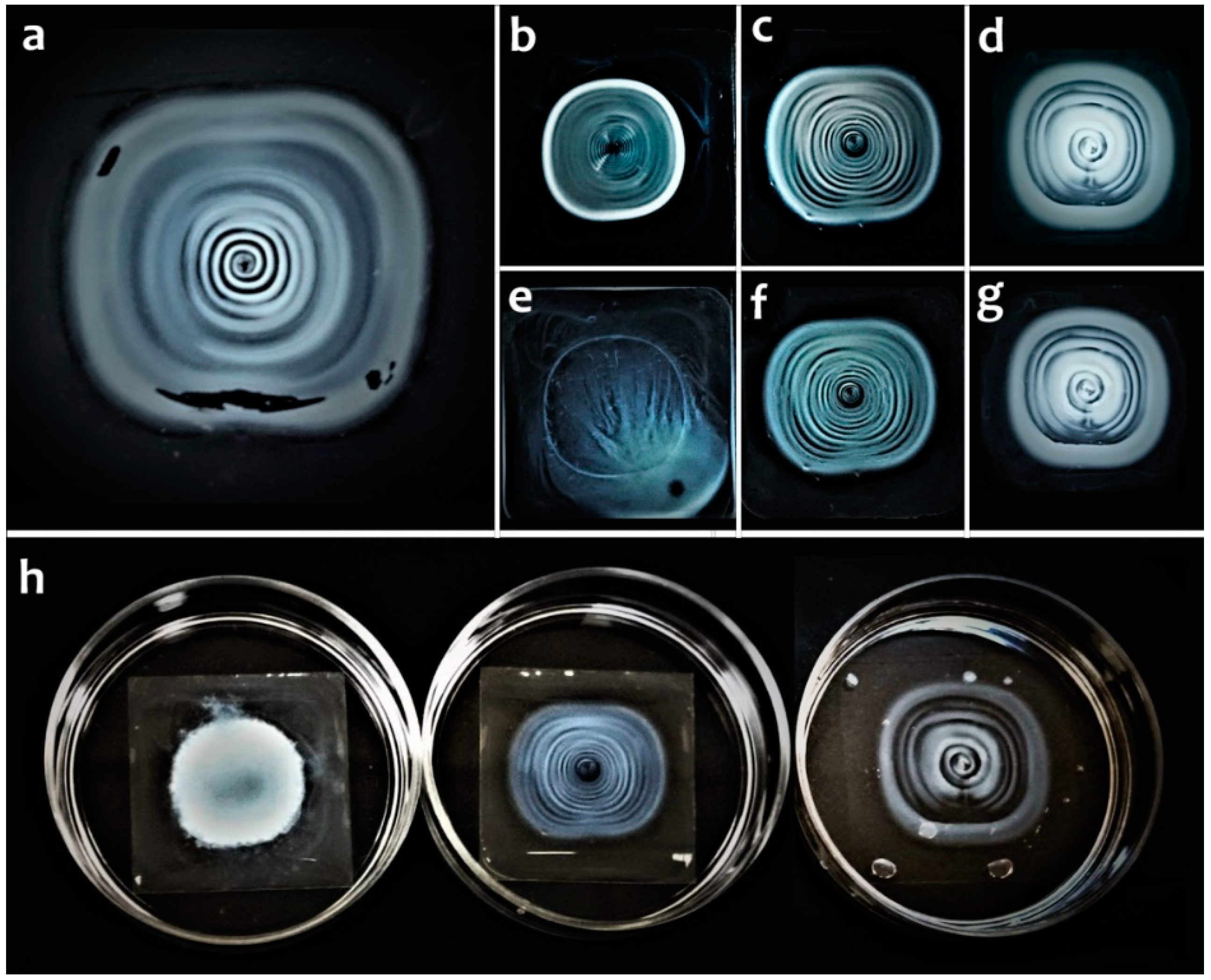 Molecules 25 03557 g008