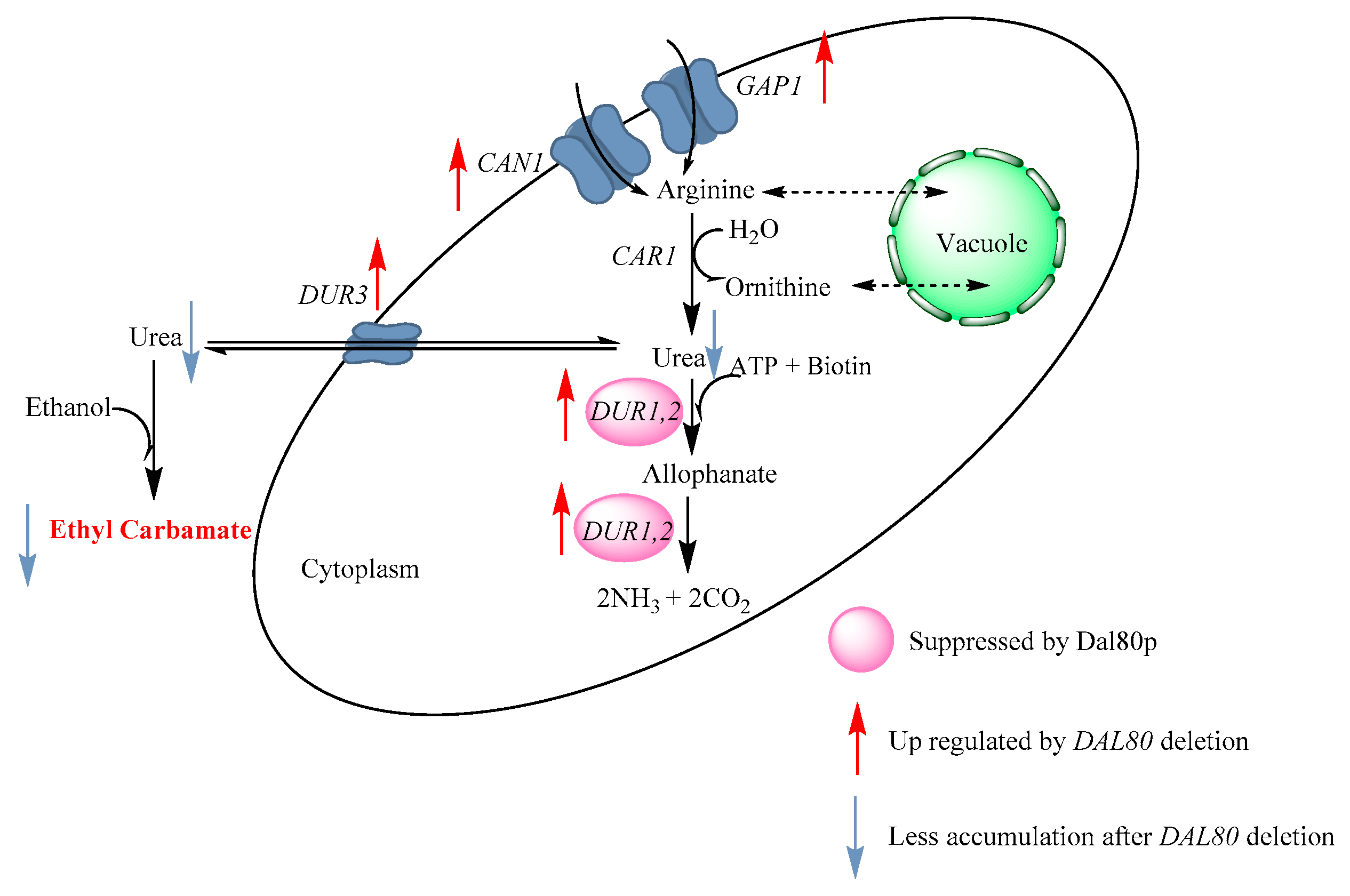 Molecules 25 03580 g005 Molecules 25 03580 g005