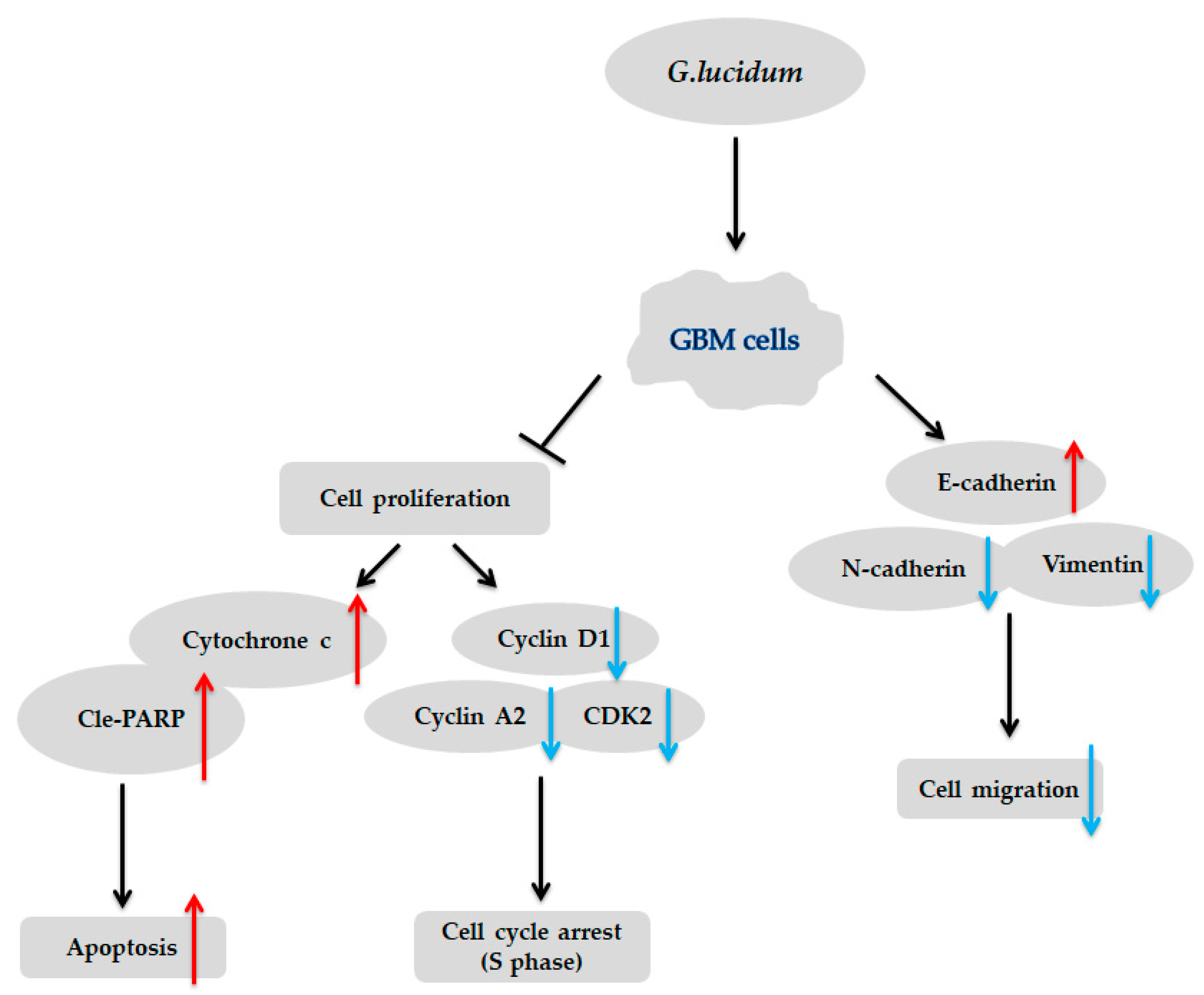 Molecules 25 03585 g006