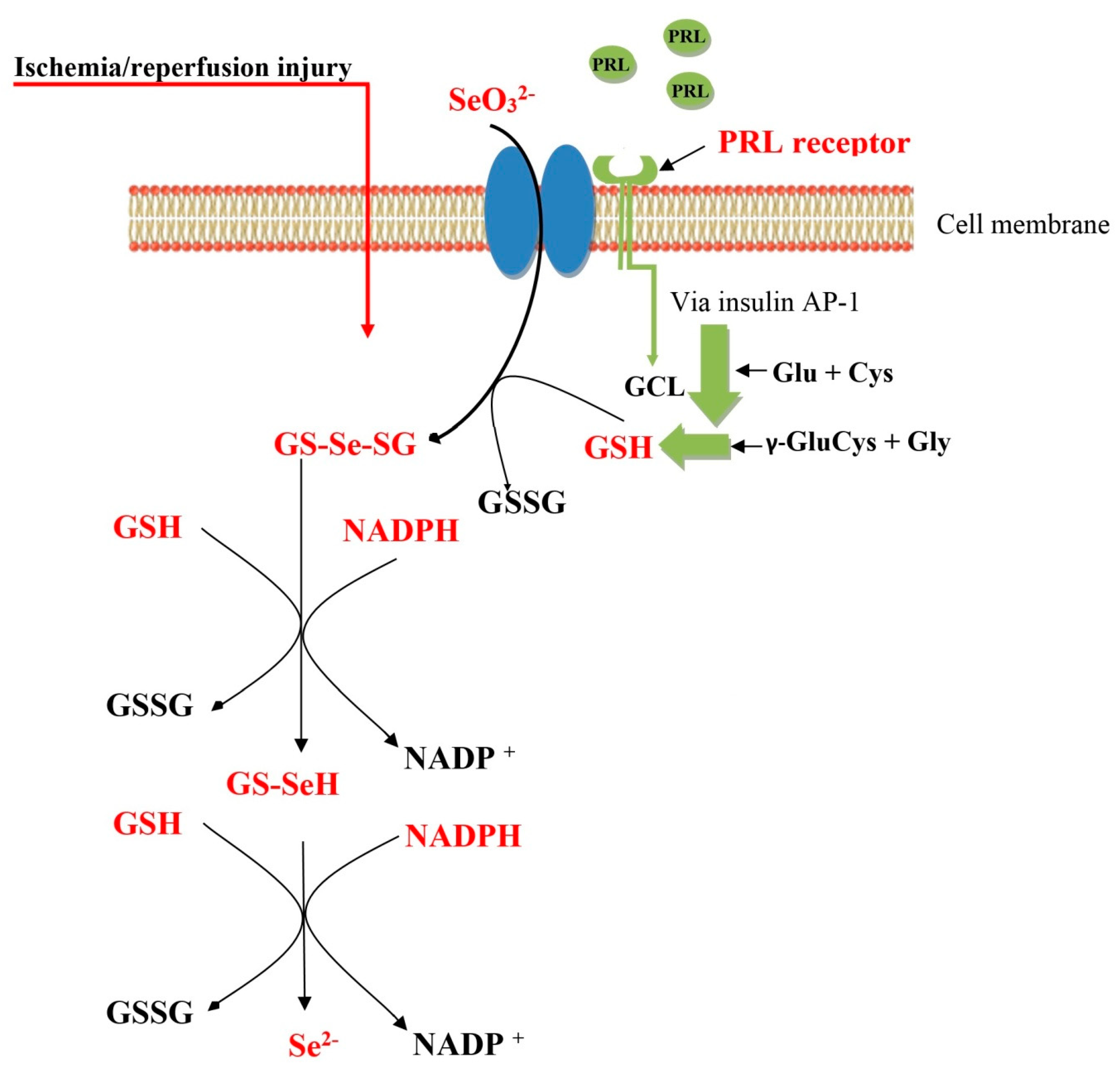 Molecules 25 03592 g005