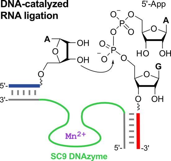 PDF hydrolysis of nucleic acid yields PDF Télécharger Download