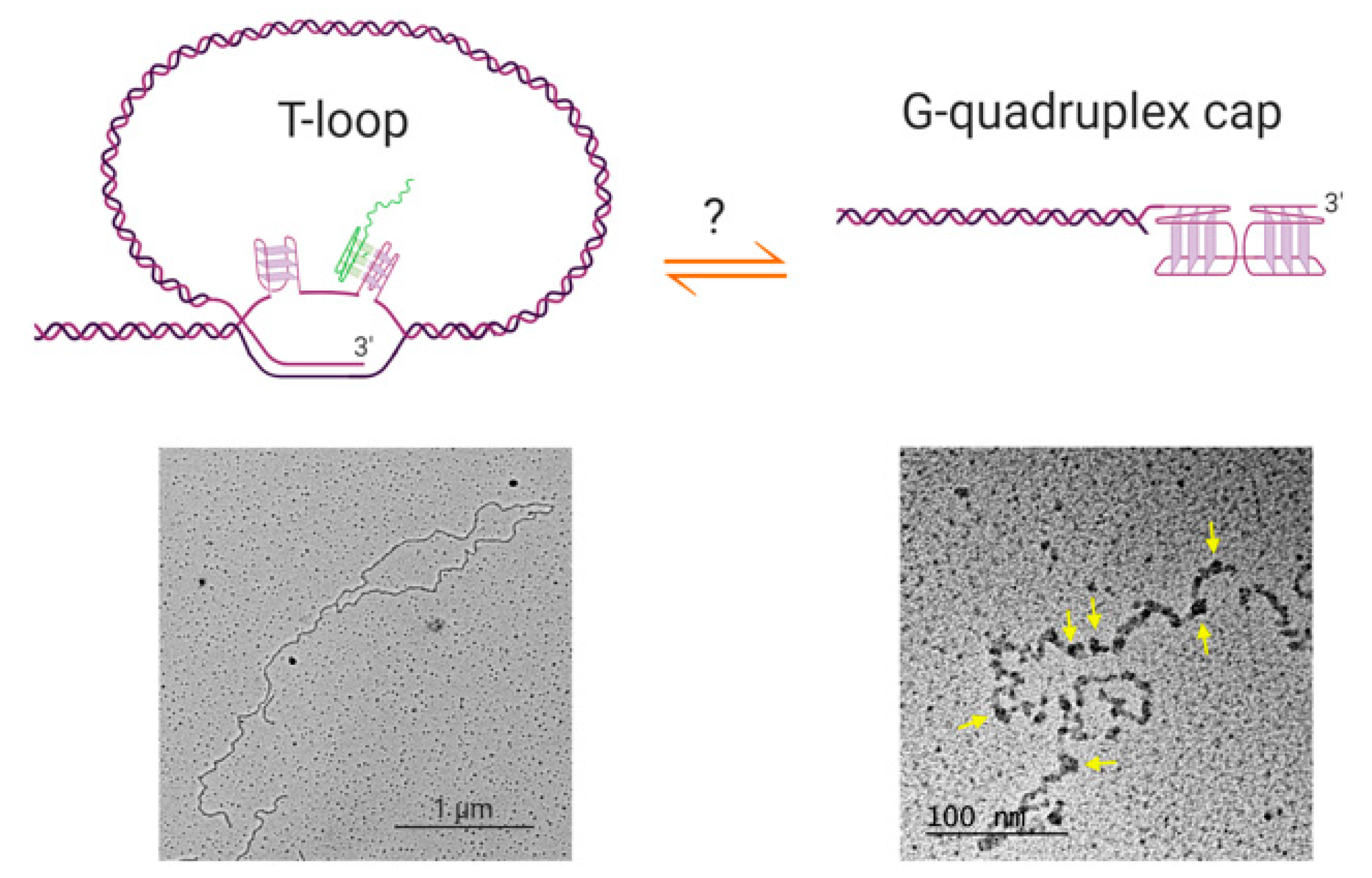 Molecules 25 03686 g002
