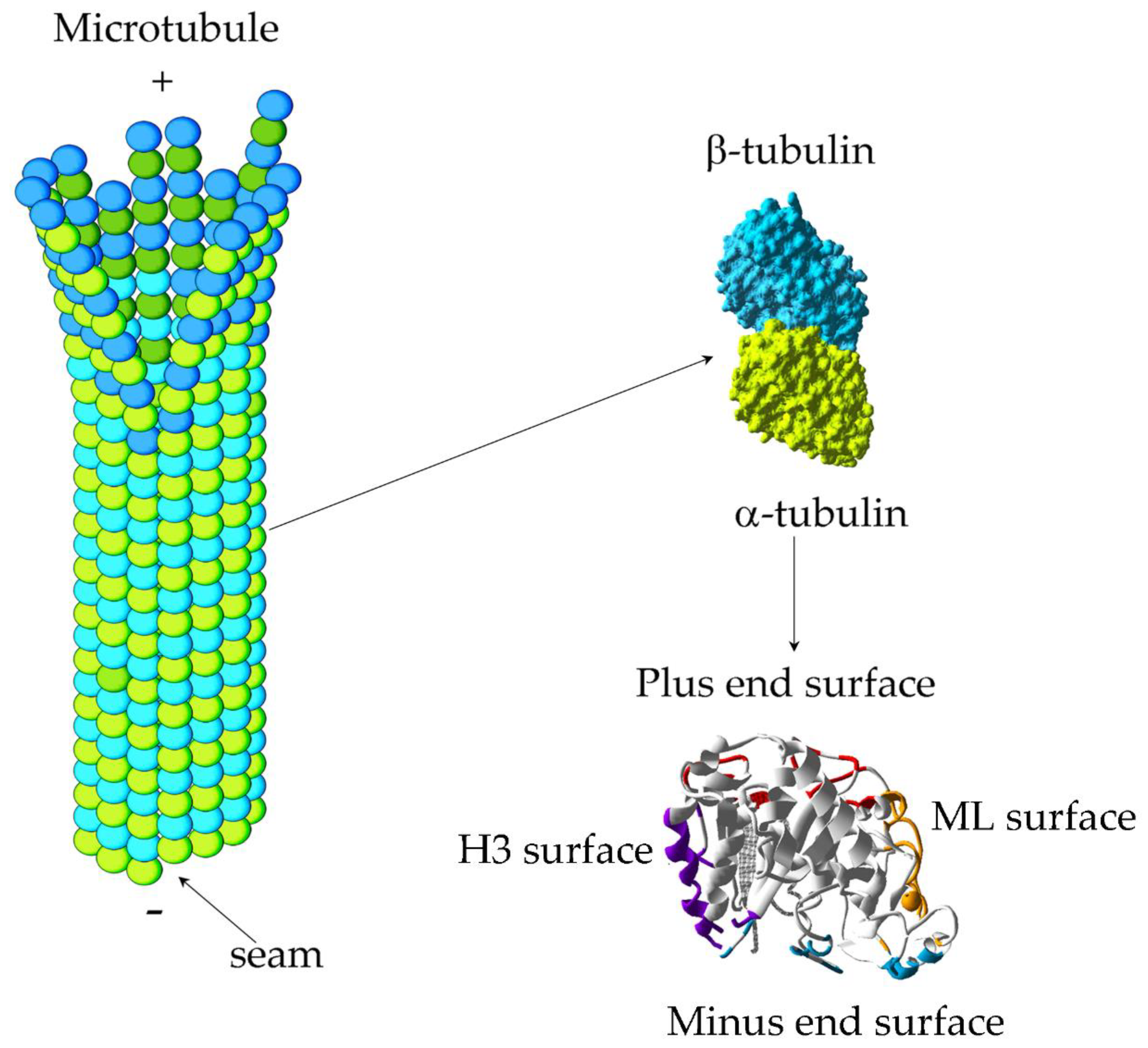 Effects of three microtubule-associated proteins (MAP2, MAP4, and Tau) on  microtubules' physical properties and neurite morphology