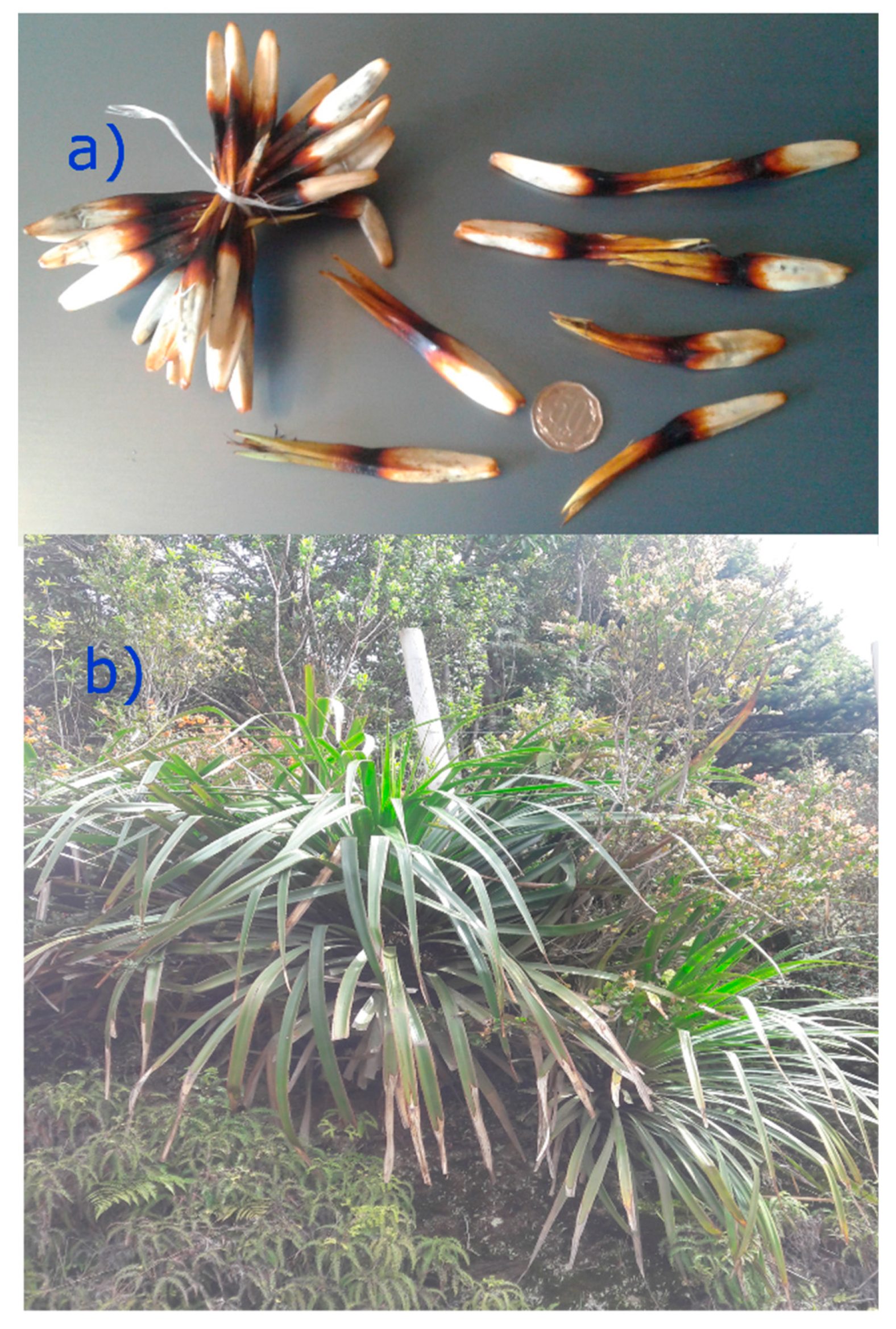 Molecules 25 03750 g001 Molecules 25 03750 g001