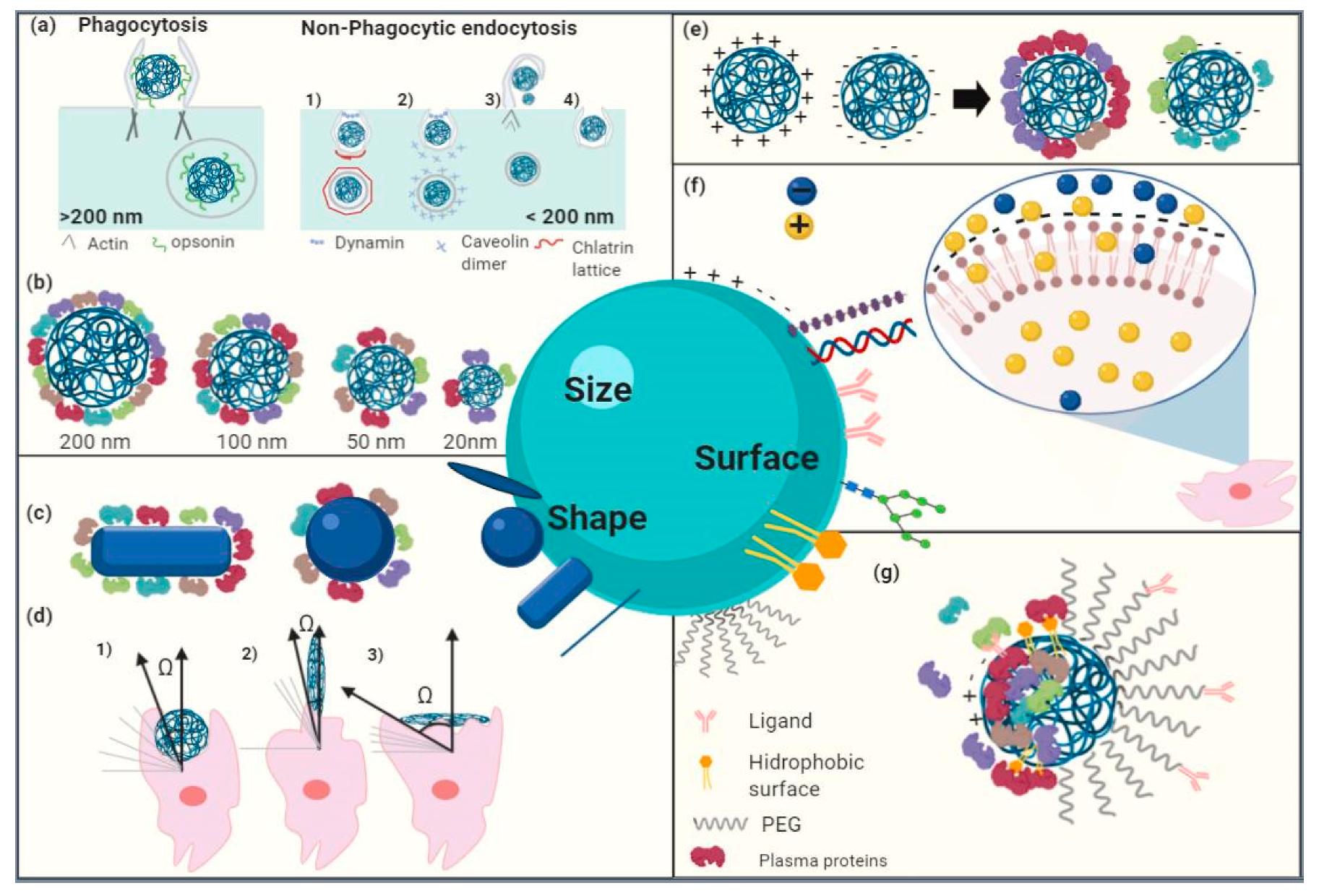 Molecules 25 03760 g006