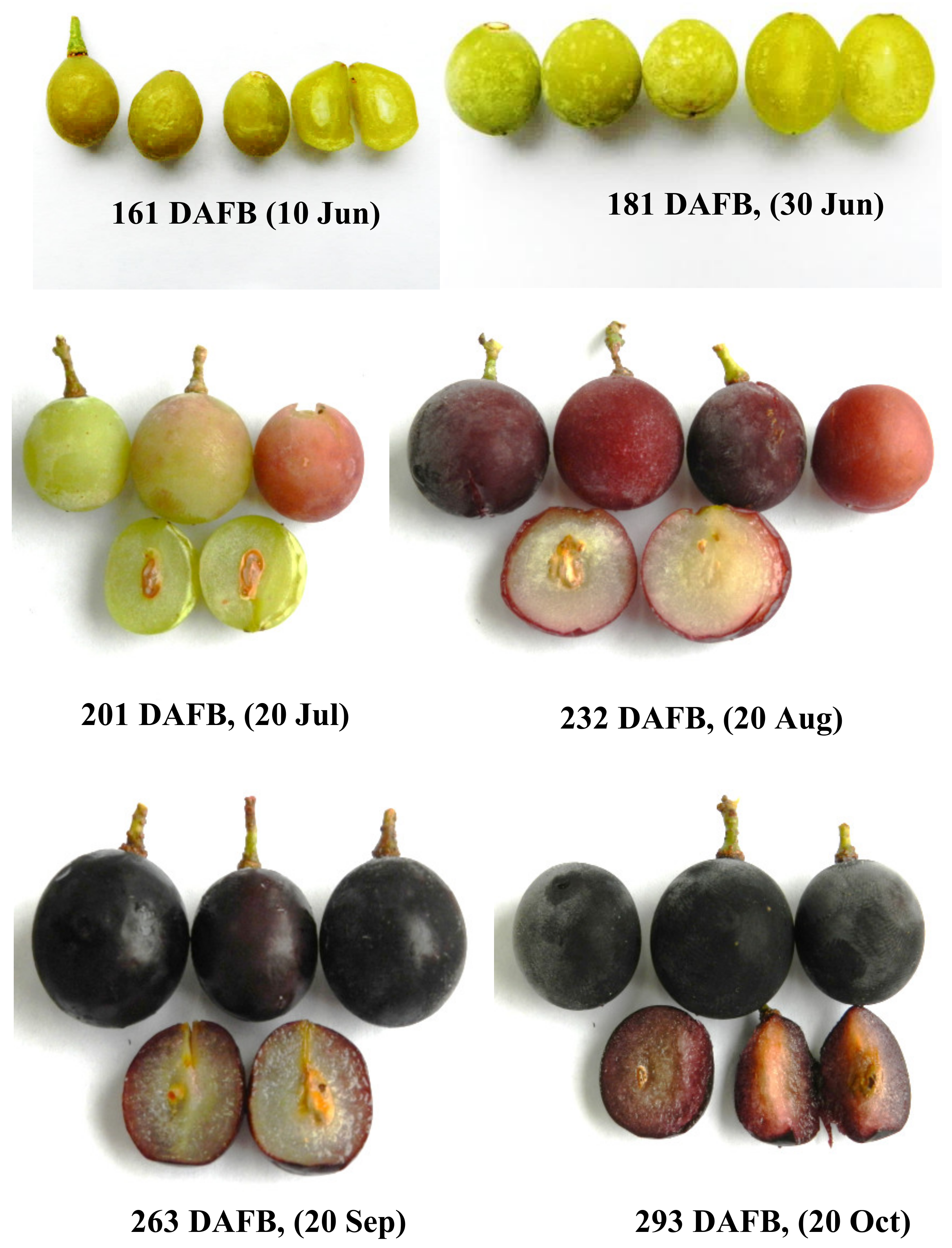 Molecules 25 03845 g004 Molecules 25 03845 g004