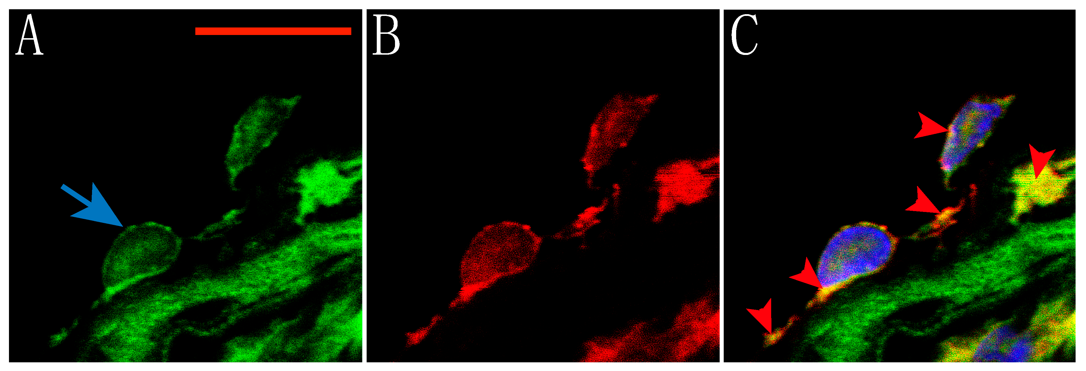 Molecules 25 03957 g002