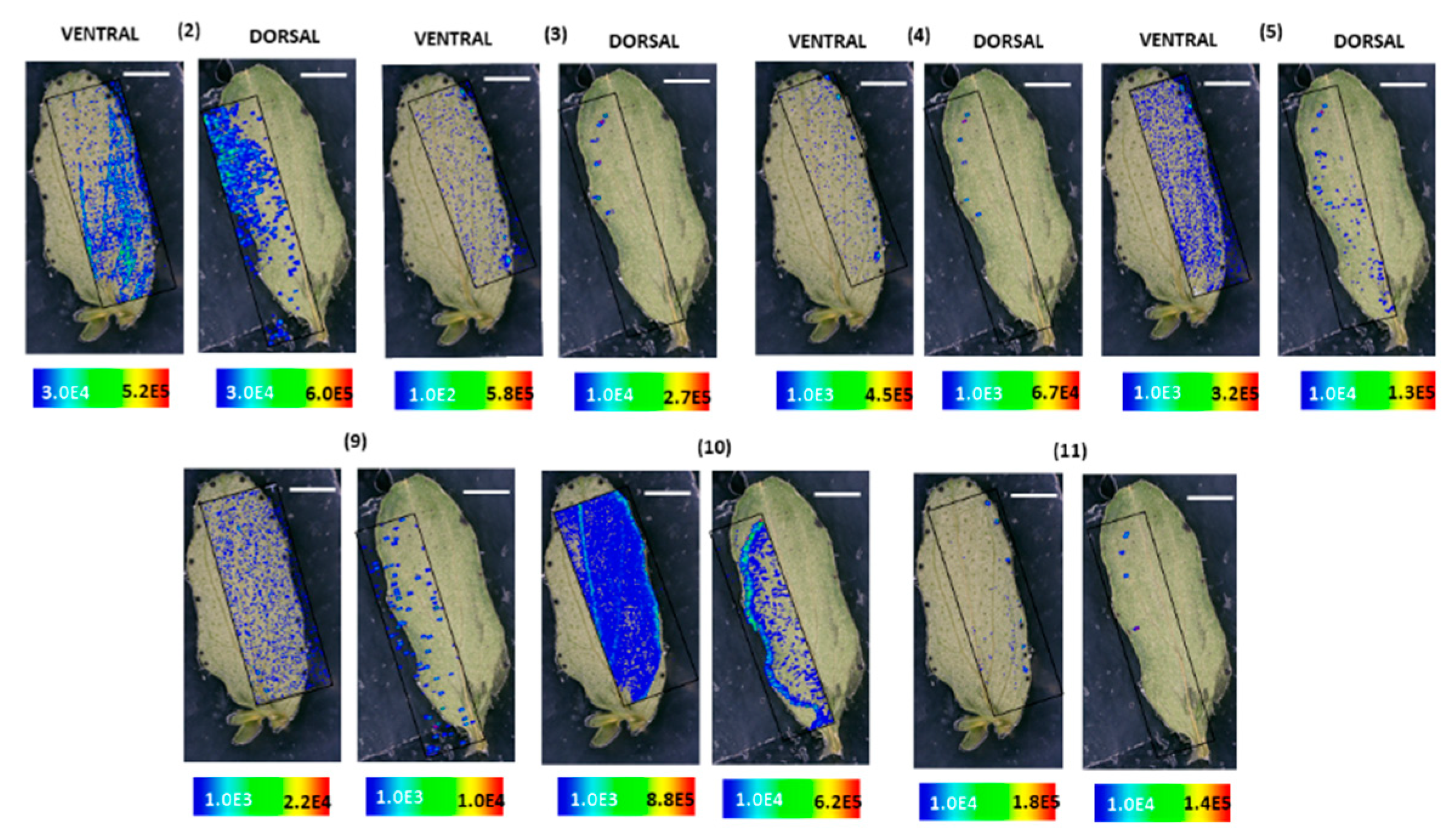 Molecules 25 03964 g003