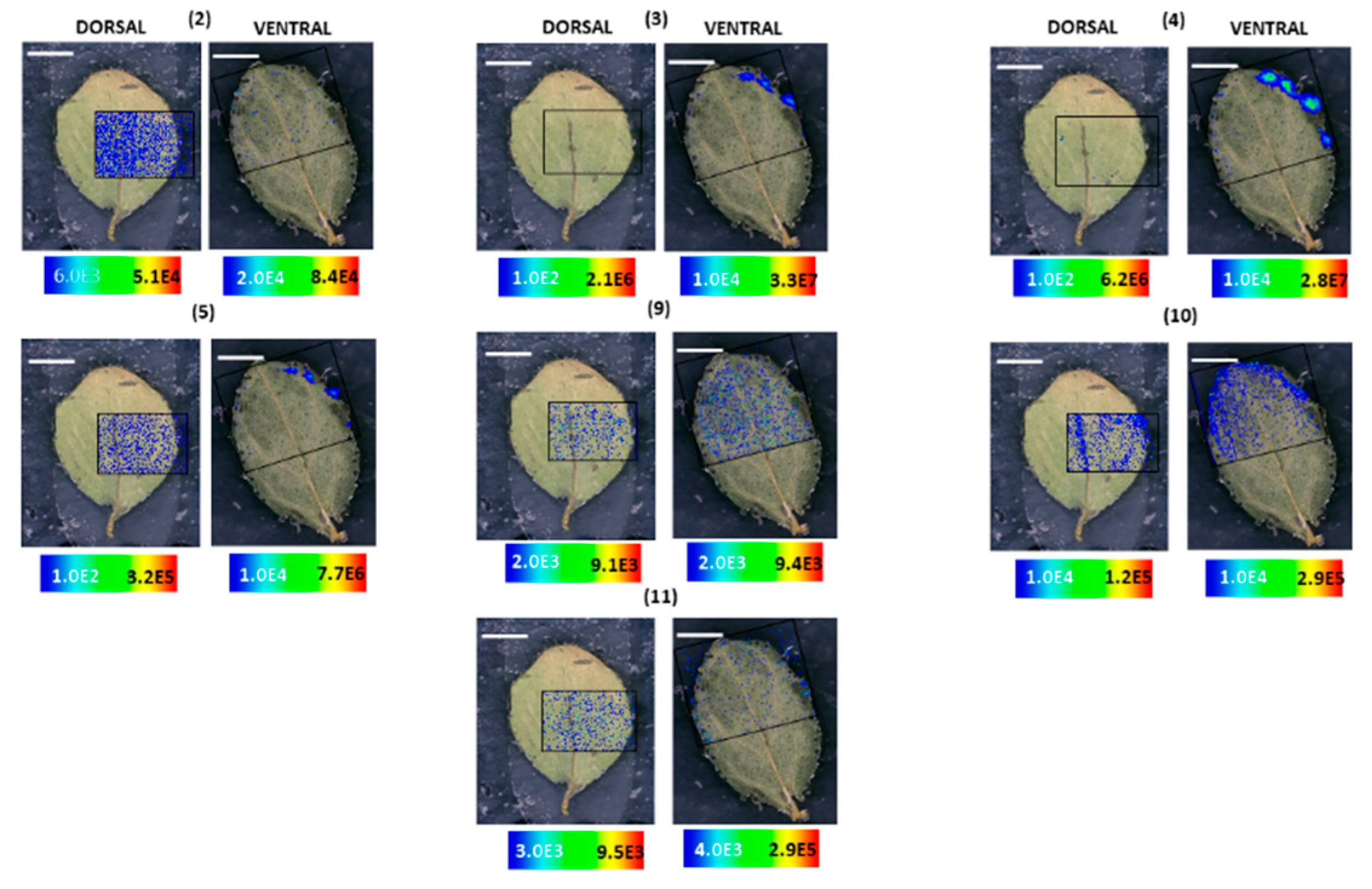 Molecules 25 03964 g004