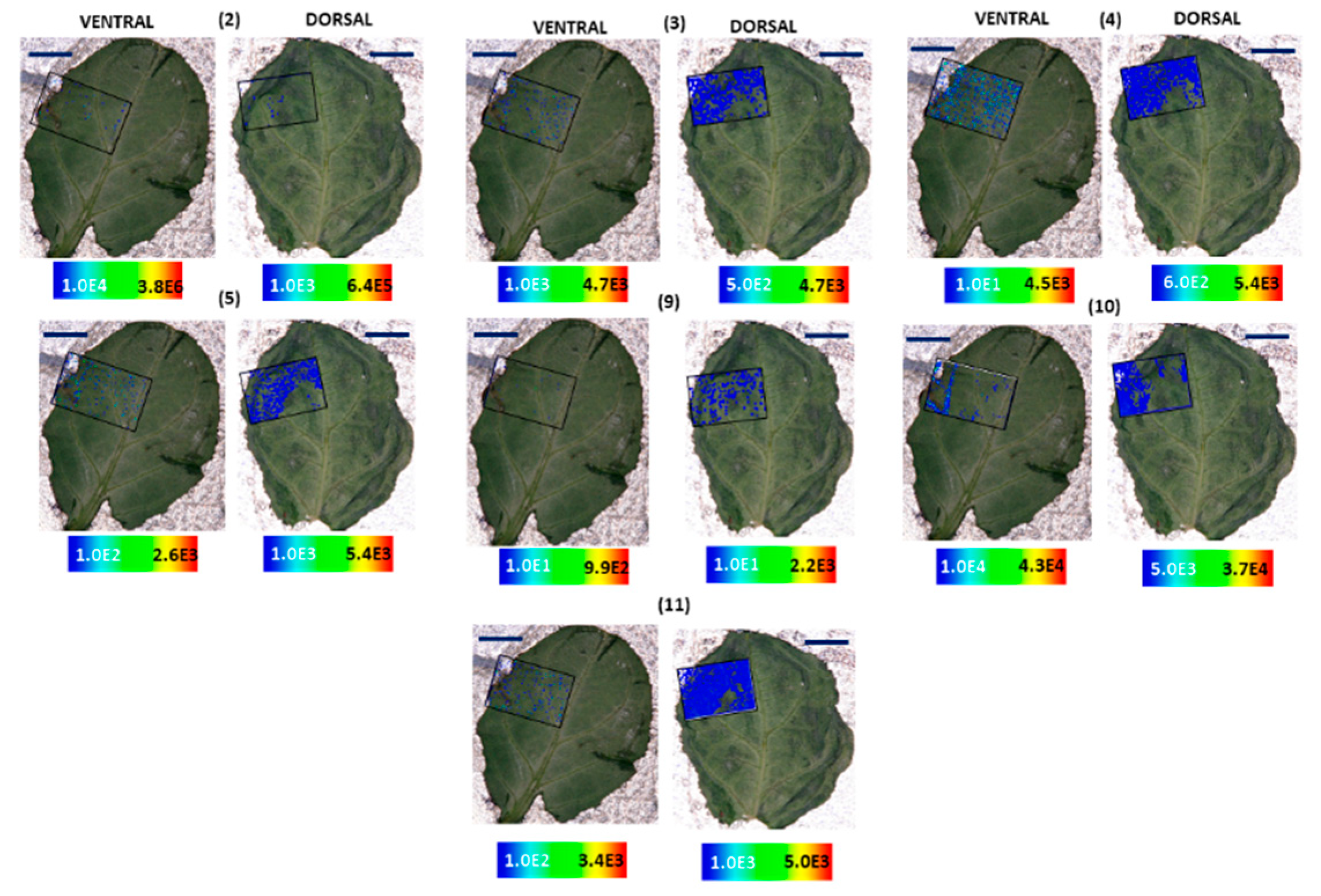 Molecules 25 03964 g007