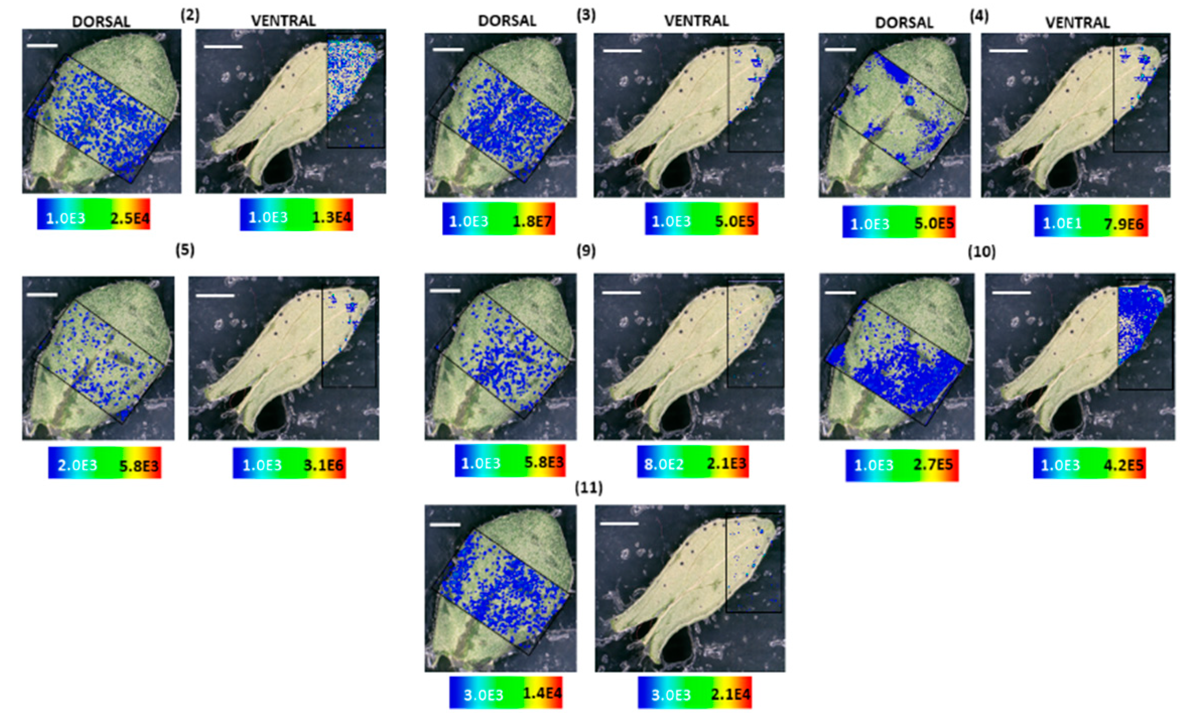 Molecules 25 03964 g009