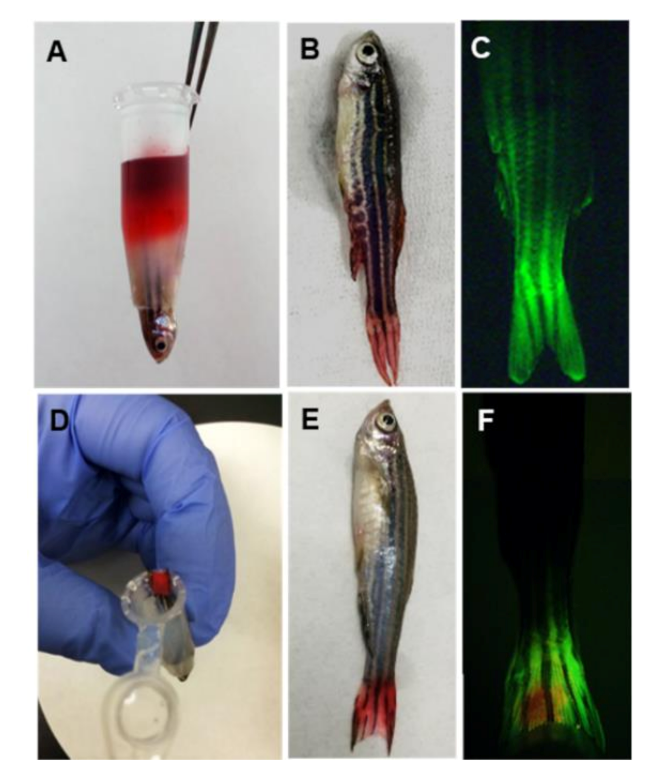 Molecules 25 03974 g001