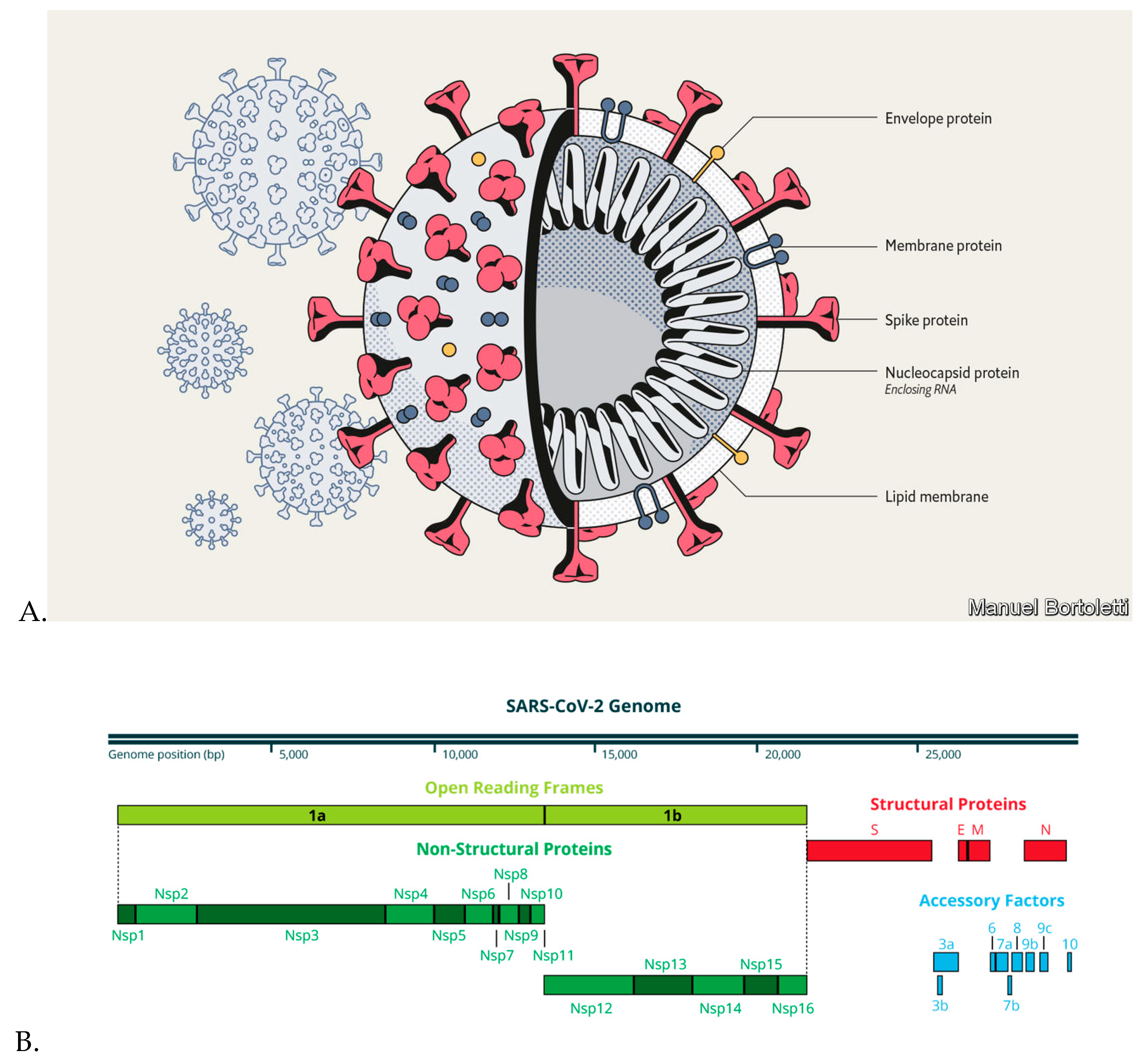 Рнк cov 2. РНК coronavirus SARS-cov-2. РНК вируса SARS-cоv2. К какому классу резистентности относится коронавирус SARS-cov-2 ответ. Нуклеокапсид вируса SARS-cov-2 представляет.