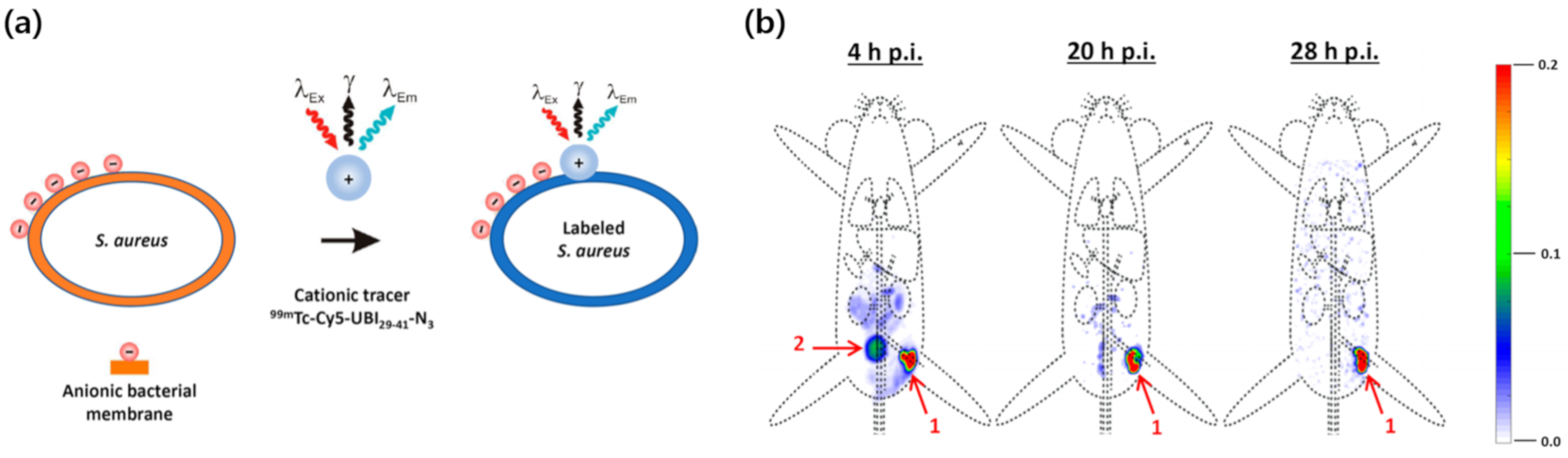 Molecules 25 03985 g003