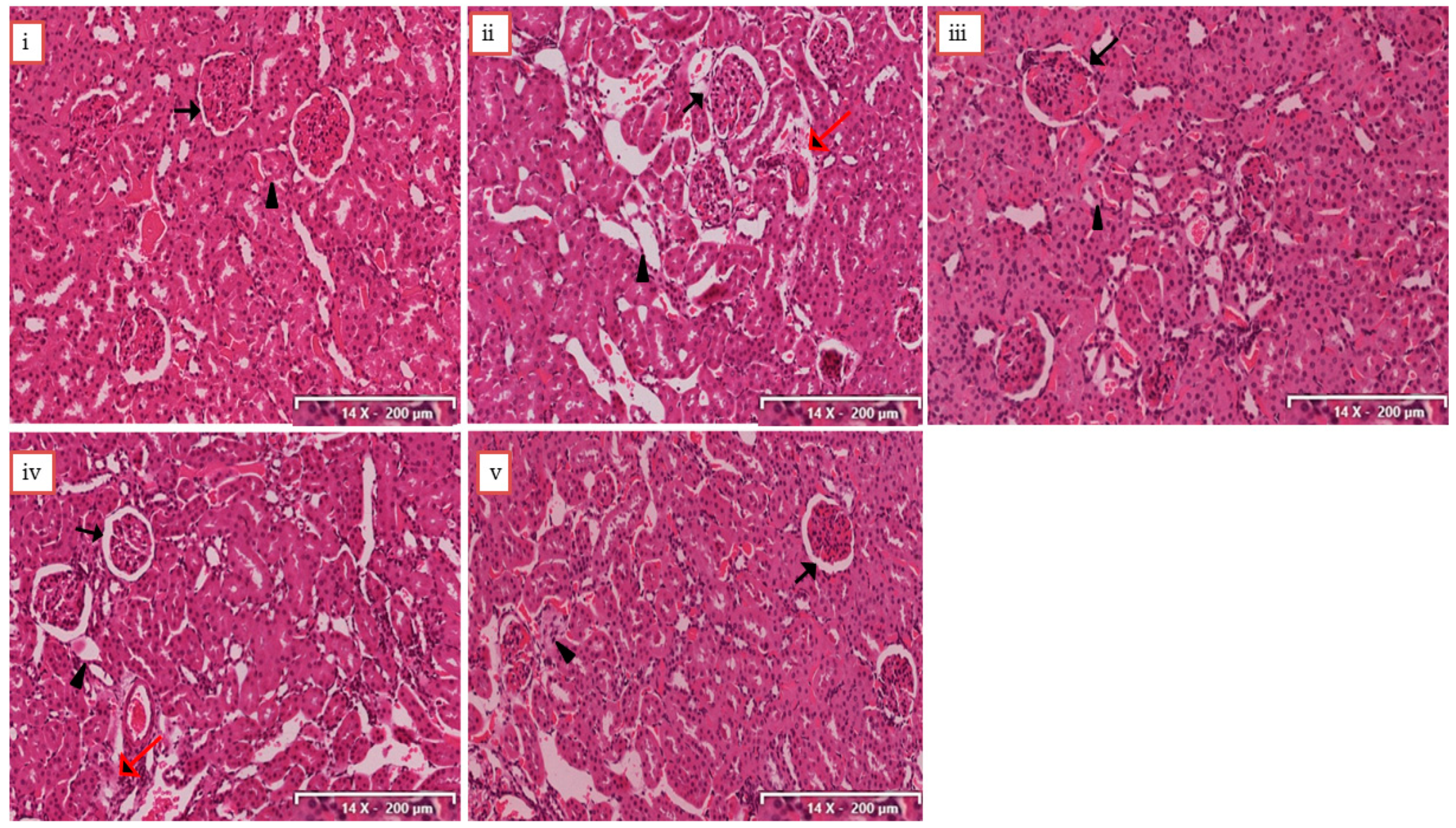 Molecules 25 04010 g004 Molecules 25 04010 g004