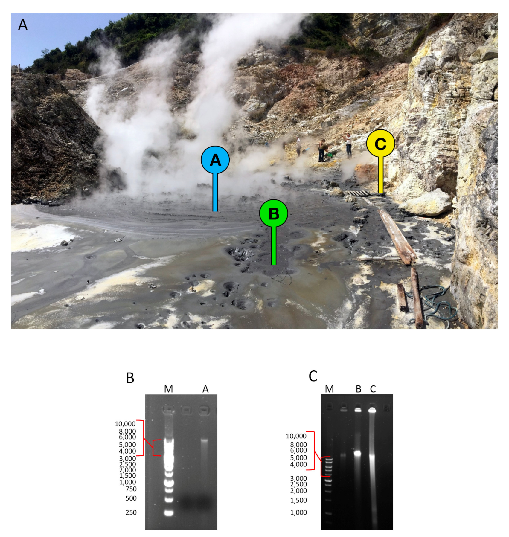 Molecules 25 04023 g001
