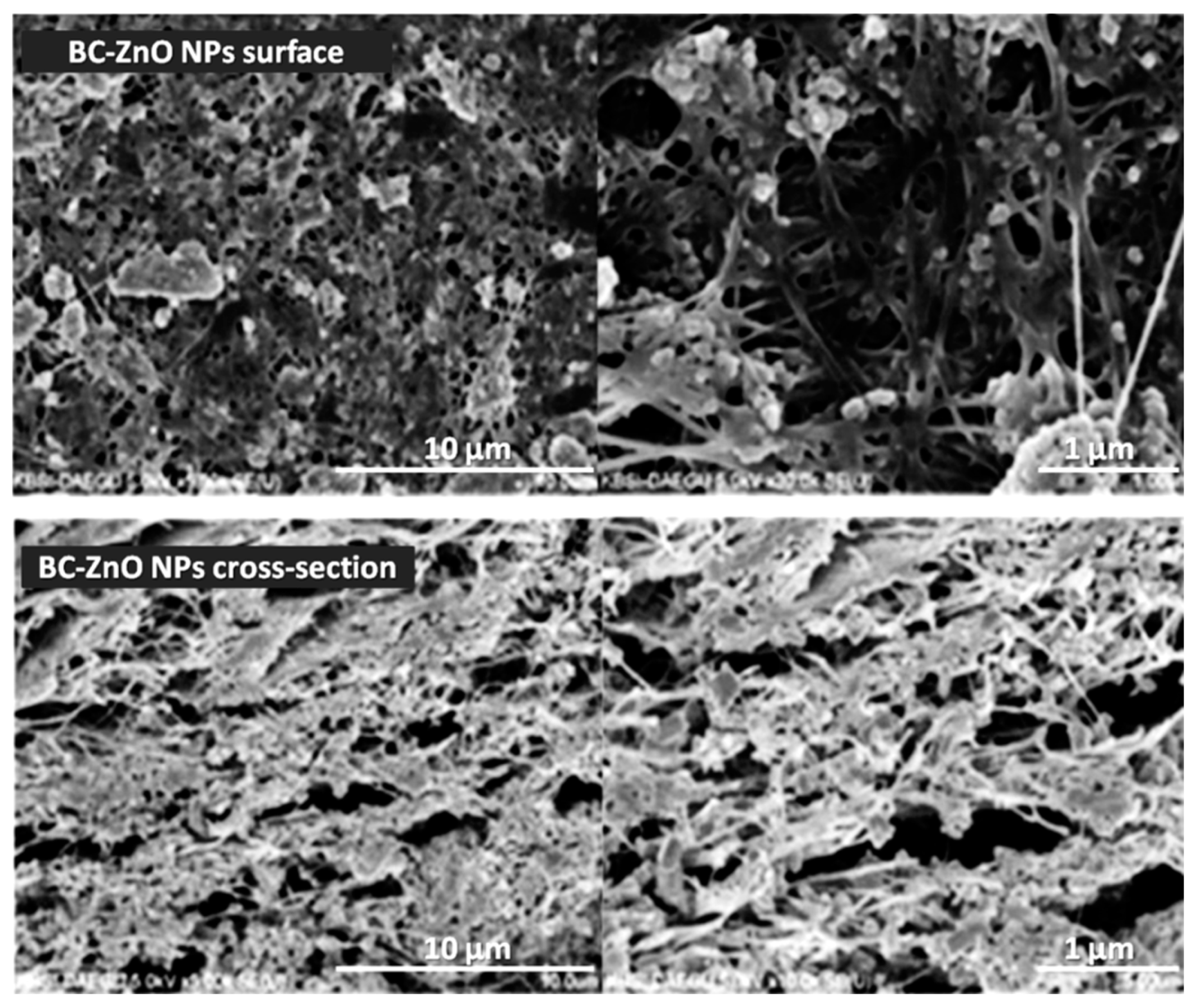 Molecules 25 04045 g002