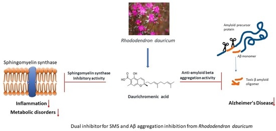 Molecules Free Full Text Daurichromenic Acid From The Chinese Traditional Medicinal Plant Rhododendron Dauricum Inhibits Sphingomyelin Synthase And Ab Aggregation Html Molecules Free Full Text Daurichromenic Acid From The Chinese Traditional Medicinal Plant Rhododendron Dauricum Inhibits Sphingomyelin Synthase And Ab Aggregation Html